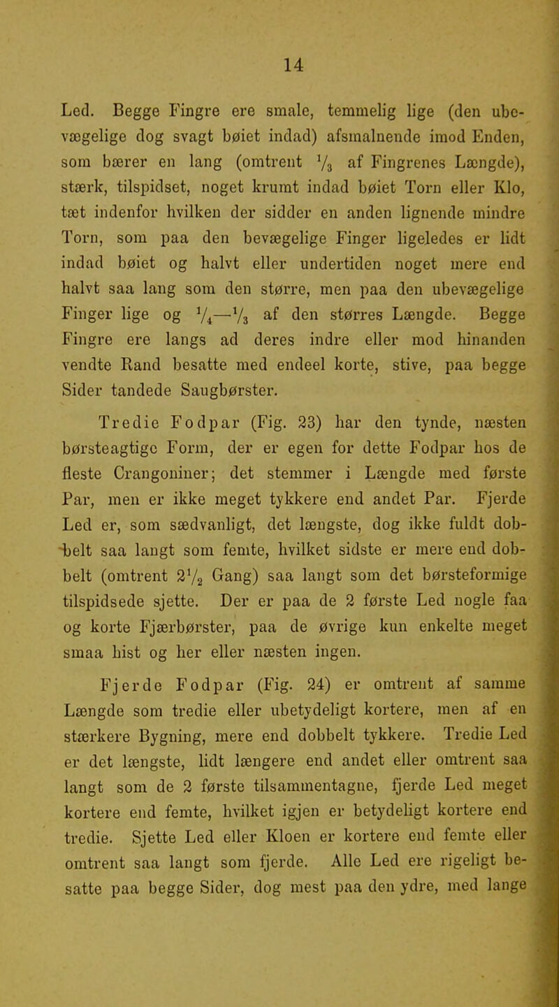 Led. Begge Fingre ere småle, temmelig lige (den ube- vægelige dog svagt bøiet indad) afsmalnende imod Enden, som bærer en lang (omtrent '/s Fingrenes Længde), stærk, tilspidset, noget krumt indad bøiet Torn eller Klo, tæt indenfor hvilken der sidder en anden lignende mindre Torn, som paa den bevægelige Finger ligeledes er lidt indad bøiet og halvt eller undertiden noget mere end halvt saa lang som den større, men paa den ubevægelige Finger lige og V4—V3 ^^^^ størres Længde. Begge Fingre ere langs ad deres indre eller mod hinanden vendte Rand besatte med endeel korte, stive, paa begge Sider tandede Saugbørster. Tredie Fodpar (Fig. 23) har den tynde, næsten børsteagtigc Form, der er egen for dette Fodpar hos de fleste Crangoniuer; det stemmer i Længde med første Par, men er ikke meget tykkere end andet Par. Fjerde Led er, som sædvanligt, det længste, dog ikke fuldt dob- i)elt saa langt som femte, hvilket sidste er mere end dob- belt (omtrent 2V2 Gang) saa langt som det børsteformige tilspidsede sjette. Der er paa de 2 første Led nogle faa og korte Fjærbørster, paa de øvrige kun enkelte meget smaa hist og her eller næsten ingen. Fjerde Fodpar (Fig. 24) er omtrent af samme Længde som tredie eller ubetydeligt kortere, men af en stærkere Bygning, mere end dobbelt tykkere. Tredie Led er det længste, lidt længere end andet eller omtrent saa langt som de 2 første tilsammentagne, fjerde Led meget kortere end femte, hvilket igjen er betydehgt kortere end tredie. Sjette Led eller Kloen er kortere end femte eller omtrent saa langt som fjerde. Alle Led ere rigeligt be- satte paa begge Sider, dog mest paa den ydre, med lange