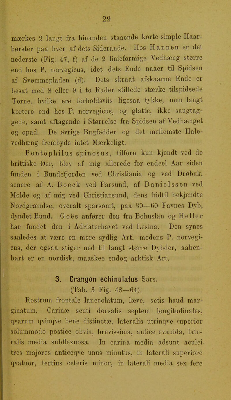 mærkes 2 langt fra hinanden staaende korte simple Haar- børster paa hver af dets Siderande. Hos Hannen er det nederste (Fig. 47, f) af de 2 linieformige Vedhæng større end hos P. norvegicus, idet dets Ende naaer til Spidsen af Svømmepladen (d). Dets skraat afskaarne Ende er besat med 8 eller 9 i to Rader stillede stærke tilspidsede Torne, hvilke ere forholdsviis ligesaa tykke, racn langt kortere end hos P. norvegicus, og glatte, ikke saugtag- gede, samt aftagende i Størrelse fra Spidsen af Vedhænget og opad. De øvrige Bugfødder og det mellemste Hale- vedhæng frembyde intet Mæi'keligt. Pontophilus spinosus, tilforn kun kjendt ved de brittiske Øer, blev af mig allerede for endeel Aar siden funden i Bundefjorden ved Christiania og ved Drøbak, senere af A. Boeck ved Farsund, af Danielssen ved Molde og af mig ved Christiansund, dens hidtil bekjendte Nordgrændse, overalt sparsomt, paa -30—60 Favnes Dyb, dyndet Bund. Goes anfører den fra Bohusian og Heller har fundet den i Adriaterhavet ved Lesina. Den synes saaledes at være en mere sydlig Art, medens P. norvegi- cus, der ogsaa stiger ned til langt større Dybder, aaben- bart er en nordisk, maaskee endog arktisk Art. 3. Crangon echinulatus Sars. (Tab. 3 Fig. 48—64). Rostrum frontale lanceolatum, læve, setis baud mar- ginatum. Carinæ scuti dorsalis septem longitudinales, qvarum qvinqve bene distinctæ, lateralis utrinqve superior solummodo postice obvia, brevissima, antice evanida, late- ralis media subflexuosa. In carina media adsunt aculei. tres majores anticeqve unus minutus, in laterali superiore qvatuor, tertius ceteris minor, in laterah media sex fere