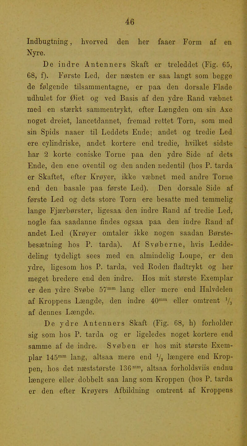 Indbugtning, hvorved den her faaer Form af en Nyre. De indre Antenners Skaft er treleddet (Fig. 65, 68, f). Første Led, der næsten er saa langt som begge de følgende tilsammentagne, er paa den dorsale Flade udhulet for Øiet og ved Basis af den ydre Rand væbnet med en stærkt sammentrykt, efter Længden om sin Axe noget dreiet, lancetdannet, fremad rettet Torn, som med sin Spids naaer til Leddets Ende; andet og tredie Led ere cylindriske, andet kortere end tredie, hvilket sidste har 2 korte coniske Torne paa den ydre Side af dets Ende, den ene oventil og den anden nedentil (hos P. tarda er Skaftet, efter Krøyer, ikke væbnet med andre Torne end den basale paa første Led). Den dorsale Side af første Led og dets store Torn ere besatte med temmelig lange Fjærbørster, hgesaa den indre Rand af tredie Led, nogle faa saadanne findes ogsaa paa den indre Rand af andet Led (Krøyer omtaler ikke nogen saadan Børste- besætning hos P. tarda). Af Svøberne, hvis Ledde- deling tydeligt sees med en almindehg Loupe, er den ydre, ligesom hos P. tarda, ved Roden fladtrykt og her meget bredere end den indre. Hos mit største Exemplar er den ydre Svøbe 57™™ lang eller mere end Halvdelen af Kroppens Længde, den indre 40™ eller omtrent Vs af dennes Længde. De ydre Antenners Skaft (Fig. 68, h) forholder sig som hos P. tarda og er ligeledes noget kortere end samme af de indre. Svøben er hos mit største Exem- plar 145™™ lang, altsaa mere end Va længere end Krop- pen, hos det næststørste 136™™, altsaa forholdsviis endnu længere eller dobbelt saa lang som Kroppen (hos P. tarda er den efter Krøyers Afbildning omtrent af Kroppens