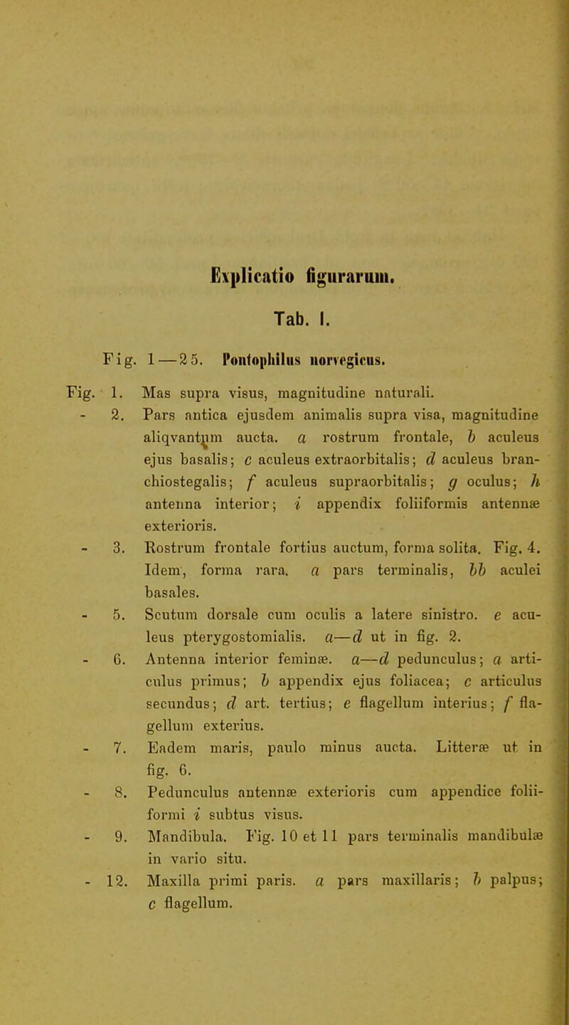 E\plicatio figiiraruiii. Tab. I. Fig. 1—2 5. Pontophiliis iiorvegicus. Fig. 1. Mas supra visus, magnitudine naturali. 2. Pars antica ejusdem animalis supra visa, magnitudine aliqvant^im aucta. a rostrura frontale, b aculeus ejus basalis; c aculeus extraorbitalis; d aculeus bran- chiostegalis; f aculeus supraorbitalis; g oculus; h antenna interior; i appendix foliiformis antennæ exterioris. 3. Rostrum frontale fortins auctum, formå soHta. Fig. 4. Idem, formå rara, a pars terminalis, hb aculei basales. 5. Scutnm dorsale cum oculis a latere sinistro. e acu- leus pterygostomialis. a—d ut in fig. 2. 6. Antenna interior ferainæ. a—d pedunculus; a arti- culus primus; b appendix ejus foliacea; c articulus secundus; d art. tertius; e flagellum interius; f fla- gellum exterius. 7. Eadem maris, paulo minus aucta. Litteræ ut in fig. 6. 8. Pedunculus antennæ exterioris cum appendice folii- formi i subtus visus. 9. Mandibula. Fig. 10 et 11 pars terminalis mandibulæ in vario situ. - 12. Maxilla primi paris, a pars maxillaris; b palpus; C flagellum.