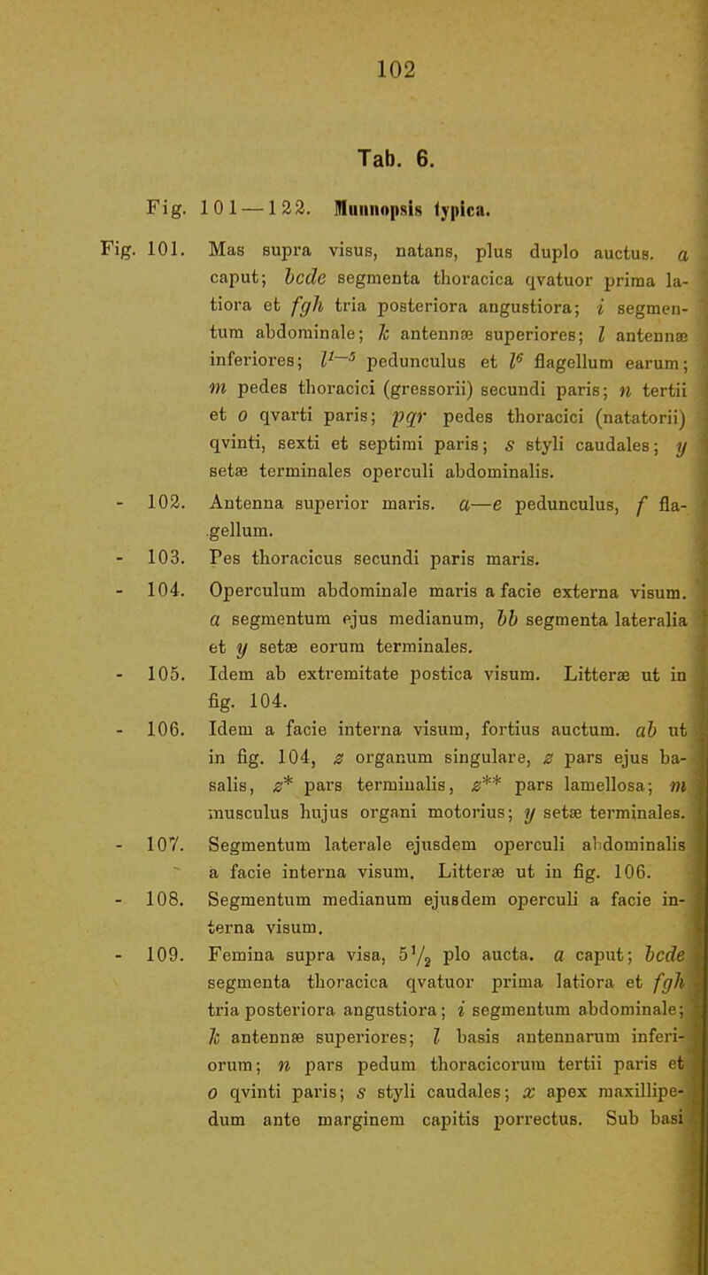 Tab. 6. Fig. 101 —123. muiinopsis typica. Fig. 101. Mas supra visus, natans, plus duplo auctus. a caput; hede segmenta thoracica qvatuor prima la- tiora et fgh tria posteriora angustiora; i segmen- tum abdorainale; Jc antennæ superiores; I antennæ inferiores; pedunculus et P flagellum earum; m pedes thoracici (gressorii) secundi paris; n tertii et o qvarti paris; pqr pedes thoracici (natatorii) qvinti, sexti et septirai paris; s styli caudales; y setæ terminales operculi abdominalis. - 102. Antenna superior maris. a—e pedunculus, f fla- .gellum. 103. Pas thoracicus secundi paris maris. 104. Operculum abdominale maris a facie externa visum. a segmentum ejus medianum, hb segmenta lateralia et y setæ eorum terminales, 105. Idem ab extremitate postica visum. Litteræ ut in fig. 104. 106. Idem a facie interna visum, fortins auctum. ab ut in fig. 104, 0 organum singulare, ø pars ejus ba- salis, s* pars termiualis, pars lamellosa; m snusculus hujus organi motorius; y setæ terminales. 107. Segmentum laterale ejusdem operculi abdominalis a facie interna visum. Litteræ ut in fig. 106. 108. Segmentum medianum ejusdem operculi a facie in- terna visum, 109. Femina supra visa, S'/j plo au eta. a caput; hcde segmenta thoracica qvatuor prima latiora et fgh tria posteriora angustiora; i segmentum abdominale; 7c antennæ superiores; I basis antennarum inferi- orum; n pars pedum thoracicorum tertii paris et O qvinti paris; s styli caudales; x apex raaxillipe- dum ante marginem capitis porrectus. Sub basi