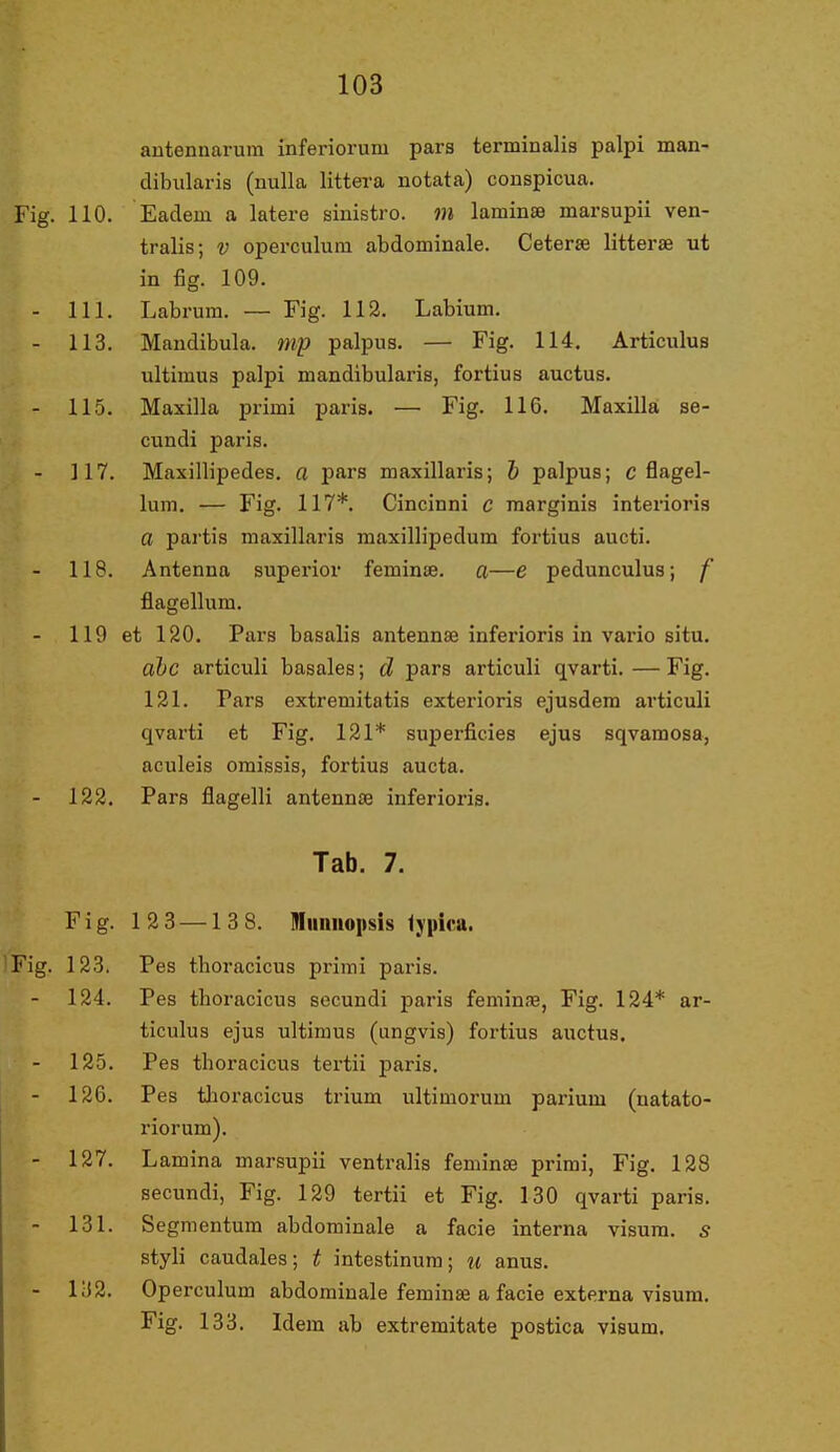 antennarura inferiorum pars terminalia palpi man- dibularis (nulla littera notata) conspicua. 110. Eaclem a latere sinistro. m laminæ marsupii ven- tralis; v operculum abdominale. Ceteræ litteræ ut in fig. 109. 111. Labrum. — Fig. 112. Labium. 113. Maudibula. nip palpus. — Fig. 114. Articulus ultimus palpi mandibularis, fortius auctus. 115. Maxilla primi paris. — Fig. 116. Maxilla se- cundi paris. 117. Maxillipedes. a pars maxillaris; J) palpus; c flagel- lum. — Fig. 117*. Cincinni c marginis interioris O partis maxillaris maxillipedum fortius aucti. 118. Antenna superior feminæ. a—e pedunculus; f flagellum. 119 et 120. Pars basalis antennæ inferioris in vario situ. ahc articuli basales; d pars articuli qvarti.—Fig. 121. Pars extremitatis exterioris ejusdem articuli qvarti et Fig. 121* superficies ejus sqvamosa, aculeis omissis, fortius aucta. 122. Pars flagelli antennæ inferioris. Tab. 7. Fig. 123 —138. niiniioiisis fjiiira. 123. Pes tboracicus primi paris. 124. Pes tboracicus secundi paris feminæ, Fig. 124* ar- ticulus ejus ultimus (ungvis) fortius auctus. 125. Pes tboracicus tertii paris. 126. Pes tlioracicus trium ultimorum parium (uatato- riorum). 127. Lamina marsupii ventralis feminæ primi, Fig. 128 secundi, Fig. 129 tertii et Fig. 130 qvarti paris. 131. Segnientum abdominale a facie interna visum, s styli caudales; t intestinum; ti anus. liJ2. Operculum abdominale feminæ a facie externa visum. Fig. 133. Idem ab extremitate postica visum.