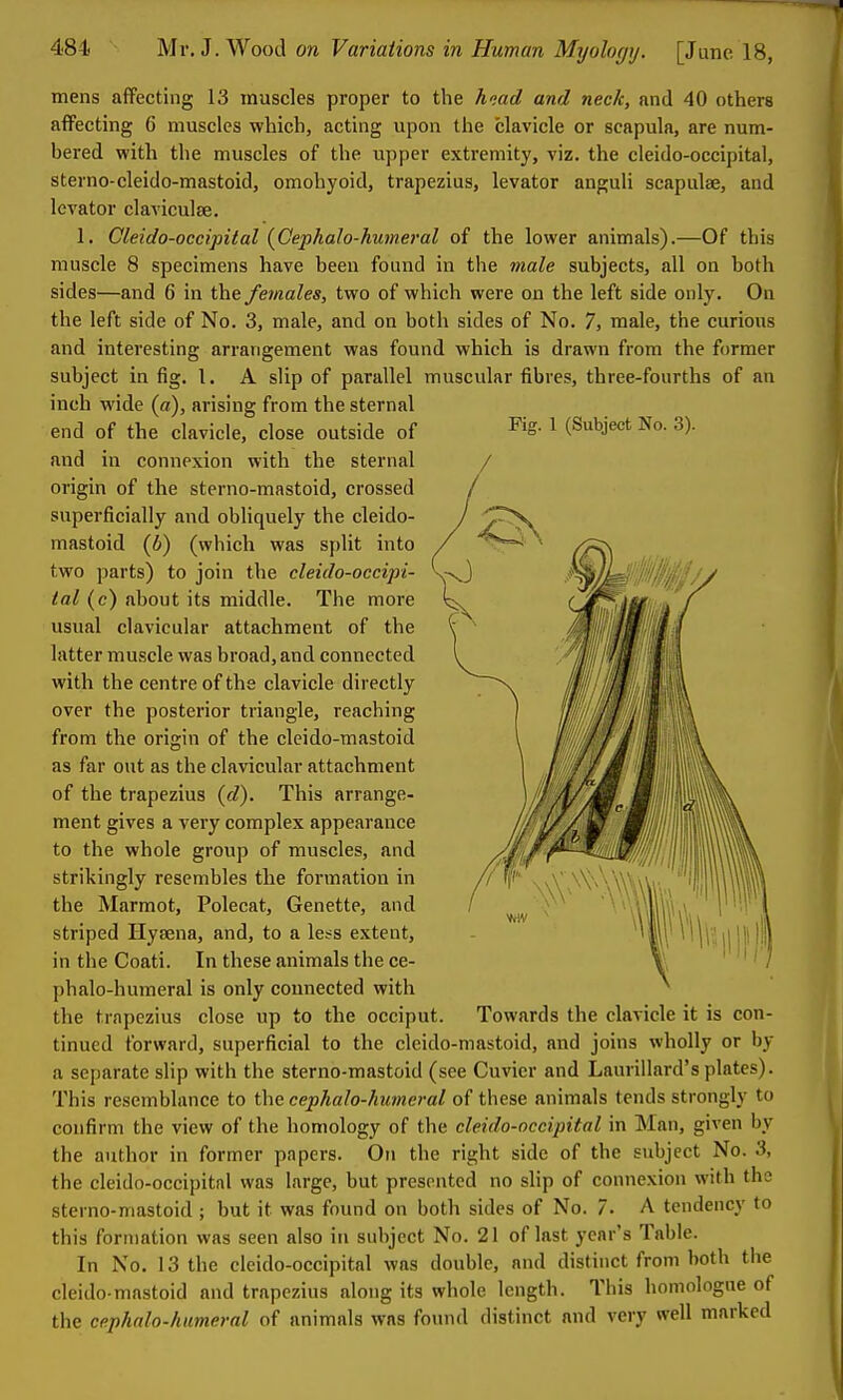 Pig. 1 (Subject No. 3). mens affecting 13 muscles proper to the and neck, and 40 others affecting 6 muscles which, acting upon the clavicle or scapula, are num- bered with the muscles of the upper extremity, viz. the cleido-occipital, sterno-cleido-mastoid, omohyoid, trapezius, levator anguli scapulae, and levator claviculse. 1. Cleido-occipital (^Gephalo-humeral of the lower animals).—Of this muscle 8 specimens have been found in the male subjects, all on both sides—and 6 in the females, two of which were on the left side only. On the left side of No. 3, male, and on both sides of No. 7, male, the curious and interesting arrangement was found which is drawn from the former subject in fig. 1, A slip of parallel muscular fibres, three-fourths of an inch wide (a), arising from the sternal end of the clavicle, close outside of and in connexion with the sternal origin of the sterno-mastoid, crossed superficially and obliquely the cleido- mastoid {b) (which was split into two parts) to join the cleido-occipi- tal (c) about its middle. The more usual clavicular attachment of the latter muscle was broad, and connected with the centre of the clavicle directly over the posterior triangle, reaching from the origin of the cleido-mastoid as far out as the clavicular attachment of the trapezius {d). This arrange- ment gives a very complex appearance to the whole group of muscles, and strikingly resembles the formation in the Marmot, Polecat, Genette, and striped Hyaena, and, to a le^s extent, in the Coati. In these animals the ce- phalo-humeral is only connected with the trapezius close up to the occiput, tinued forward, superficial to the cleido-mastoid, and joins wholly or by a separate slip with the sterno-mastoid (see Cuvicr and Laurillard's plates). This resemblance to the cephalo-humeral of these animals tends strongly to confirm the view of the homology of the cleido-occipital in Man, given by the author in former papers. On the right side of the subject No. 3, the cleido-occipitnl was large, but presented no slip of connexion with the sterno-mastoid ; but it was found on both sides of No. 7. A tendency to this formation was seen also in subject No. 21 of last year's Table. In No. 13 the cleido-occipital was double, and distinct from both the cleido-mastoid and trapezius along its whole length. This homologue of the cephalo-humeral of animals was found distinct and very well marked Towards the clavicle it is con-