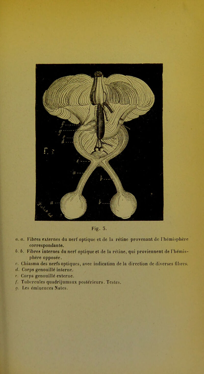 n. o. Fibres externes du nerf optique cl de lu rétine provenant de rhémisplicrc correspondante. h. b. Fibres internes du nerf optique et de la réline, qui proviennent de l'Iicmis- phère opposée. ''. Cliiasnm des nerfs optiques, avec indication de la direction de diverses fibres-. (/. Corps gcnouillé inlernc. r. Corps gcnouillé externe. /'. Tubercules quudrijumaiix postérieurs. Testes. (I. Les émiucnccs Nalcs.