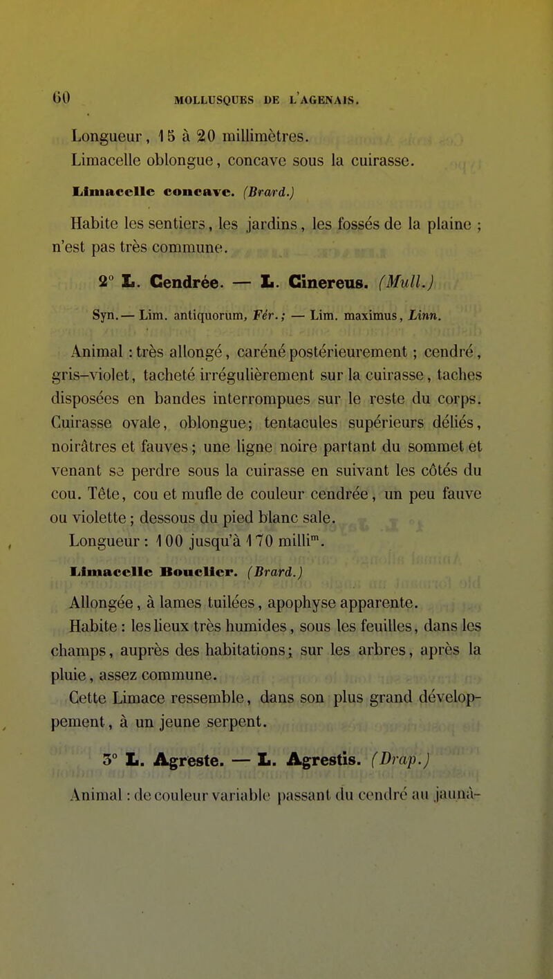 Longueur, 15 à 20 millimètres. Liraacelie oblongue, concave sous la cuirasse. liiinacellc concave. (Brard.) Habite les sentiers, les jardins, les fossés de la plaine ; n'est pas très commune. 2° L. Cendrée. — L. Ginereus. (Mull.) Syn.— Lim. antiquorum. Fer.; — Lim. maximus, Linn. Animal : très allongé, caréné postérieurement ; cendré, gris-violet, tacheté irrégulièrement sur la cuirasse, taches disposées en bandes interrompues sur le reste du corps. Cuirasse ovale, oblongue; tentacules supérieurs déliés, noirâtres et fauves ; une Ugne noire partant du sommet et venant sa perdre sous la cuirasse en suivant les côtés du cou. Tête, cou et mufle de couleur cendrée, un peu fauve ou violette ; dessous du pied blanc sale. Longueur : \ 00 jusqu'à 170 milli. Eiimacelle Bouclier. (Brard.) Allongée, à lames tuilées, apophyse apparente. Habite : les lieux très humides, sous les feuilles, dans les champs, auprès des habitations; sur les arbres, après la pluie, assez commune. Cette Limace ressemble, dans son plus grand dévelop- pement , à un jeune serpent. 5° L. Agreste. — L. Agrestis. (Drap.) Animal : de couleur variable passant du cendré au jaunà-