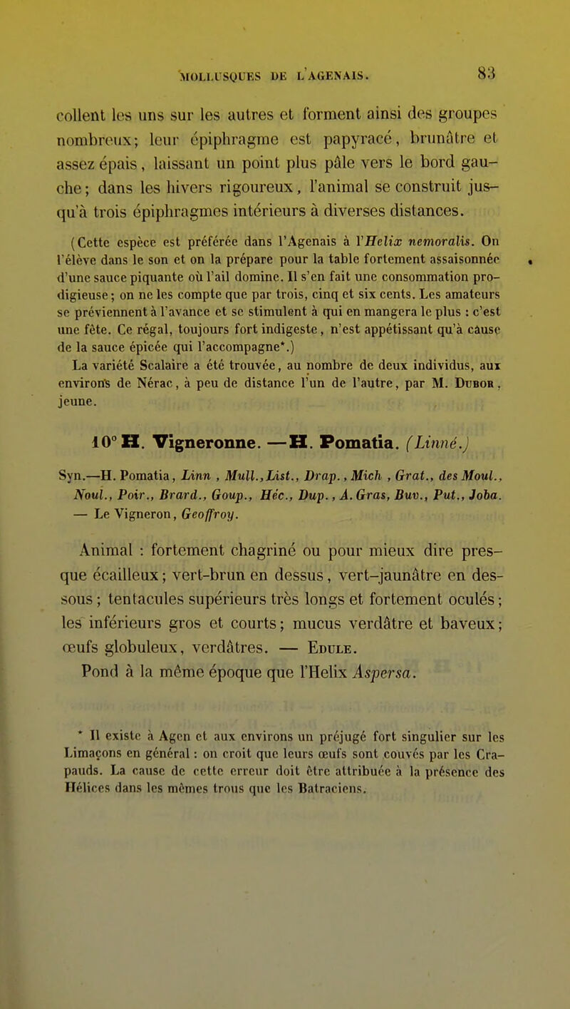 collent les uns sur les autres et forment ainsi des groupes nombreux; leur épiphragme est papyracé, brunâtre et assez épais, laissant un point plus pûle vers le bord gau- che ; dans les hivers rigoureux, l'animal se construit jus- qu'à trois épiphragmes intérieurs à diverses distances. (Cette espèce est préférée dans l'Agenais à YHelix nemoralis. On rélève dans le son et on la prépare pour la table fortement assaisonnée d'une sauce piquante où l'ail domine. Il s'en fait une consommation pro- digieuse ; on ne les compte que par trois, cinq et six cents. Les amateurs se préviennent à l'avance et se stimulent à qui en mangera le plus : c'est une fête. Ce régal, toujours fort indigeste, n'est appétissant qu'à câusc de la sauce épicée qui l'accompagne*.) La variété Scalaire a été trouvée, au nombre de deux individus, aux environ^ de Nérac, à peu de distance l'un de l'autre, par M. Dubor , jeune. 10° H. Vigneronne. —H. Pomatia. (Linné.) Syn.—H. Pomatia, Linn , MuU.,JÀ%t., Drap., Mich , Grat., des Moul., Noul., Poir., Brard., Goup., Héc, Dup., A. Gras, Buv., Put., Joba. — Le Vigneron, Geoffroy. Animal : fortement chagriné ou pour mieux dire pres- que écailleux ; vert-brun en dessus, vert-jaunâtre en des- sous ; tentacules supérieurs très longs et fortement oculés ; les inférieurs gros et courts ; mucus verdâtre et baveux ; œufs globuleux, verdâtres. — Edule. Pond à la même époque que l'Hélix Aspersa.  Il existe à Agcn et aux environs un préjugé fort singulier sur les Limaçons en général : on croit que leurs œufs sont couvés par les Cra- pauds. La cause de cette erreur doit être attribuée à la présence des Hélices dans les mômes trous que les Batraciens.