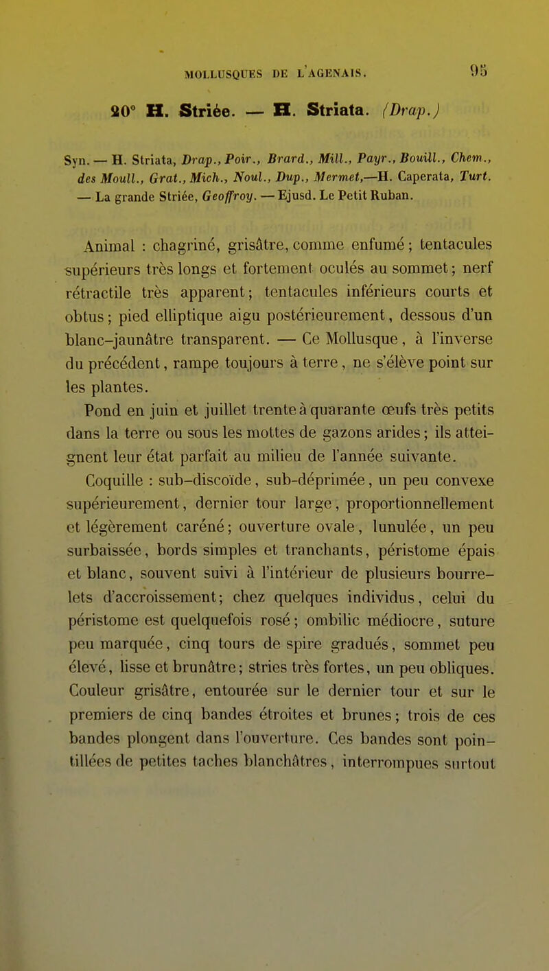 aO° H. Striée. — H. Striata. (Drap.) Syn. — H. Striata, Drap., Pair., Brard., MilL, Payr., BouUl, Chem., des MoulL, Grat., Mich., NouL, Dup., Mermet,—ii. Caperata, Turt. — La grande Striée, Geoffroy. —Ejusd. Le Petit Ruban. Animal : chagriné, grisâtre, comme enfumé ; tentacules supérieurs très longs et fortement oculés au sommet ; nerf rétractile très apparent ; tentacules inférieurs courts et obtus ; pied elliptique aigu postérieurement, dessous d'un blanc-jaunâtre transparent. — Ce Mollusque, à l'inverse du précédent, rampe toujours à terre, ne s'élève point sur les plantes. Pond en juin et juillet trente à quarante œufs très petits dans la terre ou sous les mottes de gazons arides ; ils attei- gnent leur état parfait au milieu de l'année suivante. Coquille : sub-discoïde, sub-déprimée, un peu convexe supérieurement, dernier tour large, proportionnellement et légèrement caréné ; ouverture ovale, lunulée, un peu surbaissée, bords simples et tranchants, péristome épais et blanc, souvent suivi à l'intérieur de plusieurs bourre- lets d'accroissement; chez quelques individus, celui du péristome est quelquefois rosé ; ombilic médiocre, suture peu marquée, cinq tours de spire gradués, sommet peu élevé, hsse et brunâtre; stries très fortes, un peu obUques. Couleur grisâtre, entourée sur le dernier tour et sur le premiers de cinq bandes étroites et brunes ; trois de ces bandes plongent dans l'ouverture. Ces bandes sont poin- tillées de petites taches blanchâtres, interrompues surtout