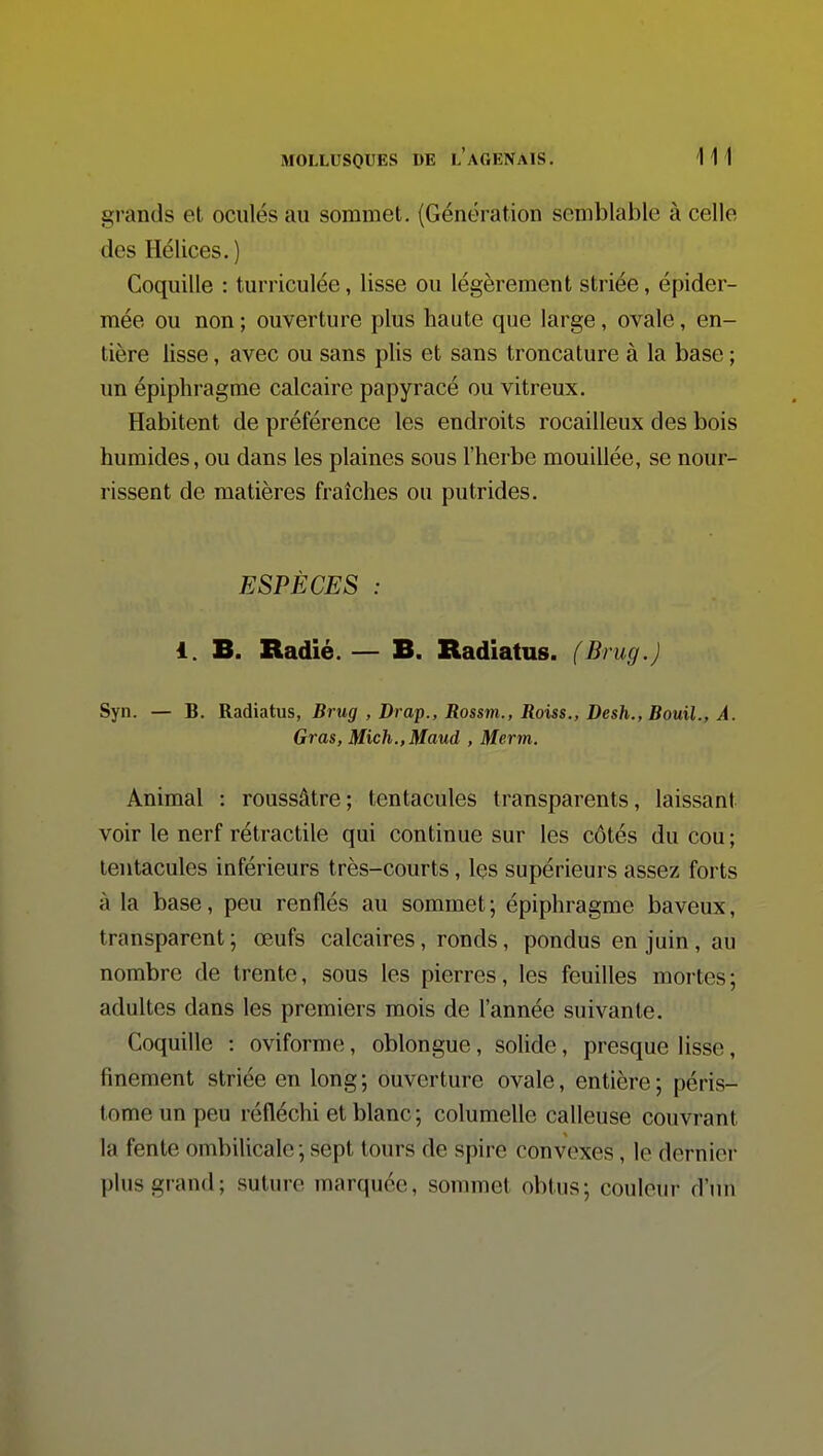 grands et ociilés au sommet, (Génération semblable à celle des Hélices. ) Coquille : turriculée, lisse ou légèrement striée, épider- mée ou non ; ouverture plus haute que large, ovale, en- tière lisse, avec ou sans plis et sans troncature à la base ; un épiphragme calcaire papy racé ou vitreux. Habitent de préférence les endroits rocailleux des bois humides, ou dans les plaines sous l'herbe mouillée, se nour- rissent de matières fraîches ou putrides. ESPÈCES : 1. B. Radié.— B. Radiatus. (Brug.j Syn. — B. Radiatus, Brug , Drap., Rossm., Roiss., Desh., Bouil., A. Gras, Mich.,Maud , Merm. Animal : roussâtre; tentacules transparents, laissant voir le nerf rétractile qui continue sur les côtés du cou ; tentacules inférieurs très-courts, les supérieurs assez forts à la base, peu renflés au sommet; épiphragme baveux, transparent ; œufs calcaires, ronds, pondus en juin, au nombre de trente, sous les pierres, les feuilles mortes; adultes dans les premiers mois de l'année suivante. Coquille : oviforme, oblongue, solide, presque lisse, finement striée en long ; ouverture ovale, entière ; péris- tome un peu réfléchi et blanc ; columelle calleuse couvrant la fente ombilicale ; sept tours de spire convexes, le dernier plus grand; suture marquée, sommet obtus; couleur d'un