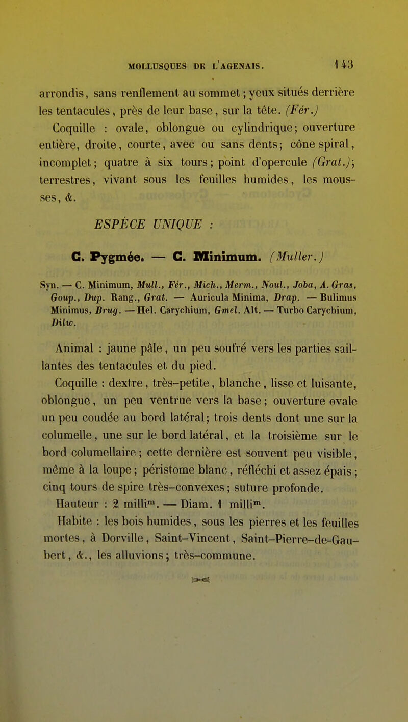 arrondis, sans renflement au sommet ; yeux situés derrière les tentacules, près de leur base, sur la tête. (Fér.) Coquille : ovale, oblongue ou cylindrique; ouverture entière, droite, courte, avec ou sans dents; cône spiral, incomplet; quatre à six tours; point d'opercule (Grat.); terrestres, vivant sous les feuilles humides, les mous- ses, &. ESPÈCE UNIQUE : G. PygméOé — G. Mmimum. (MuUer.) Syn. — C. Minimum, Mull., Fér., Mich,, Mervi., Noul., Jota, À. Gras, Goup., Dup. Rang,, Grat. — Auricula Minima, Drap. — Bulimus Minimus, Brug. —Hel. Carychiura, Gmel. Alt. — Turbo Carychium, Dilw. Animal : jaune pâle, un peu soufré vers les parties sail- lantes des tentacules et du pied. Coquille : dextre, très-petite, blanche, lisse et luisante, oblongue, un peu ventrue vers la base ; ouverture ovale un peu coudée au bord latéral; trois dents dont une sur la columelle, une sur le bord latéral, et la troisième sur le bord columellaire ; cette dernière est souvent peu visible, même à la loupe ; péristome blanc, réfléchi et assez épais ; cinq tours de spire très-convexes; suture profonde. Hauteur : 2 milli». — Diam. 1 milli™. Habite : les bois humides, sous les pierres et les feuilles mortes, à Dorville, Saint-Vincent, Saint-Pierre-de-Gau- bert, à., les alluvions; très-commune.