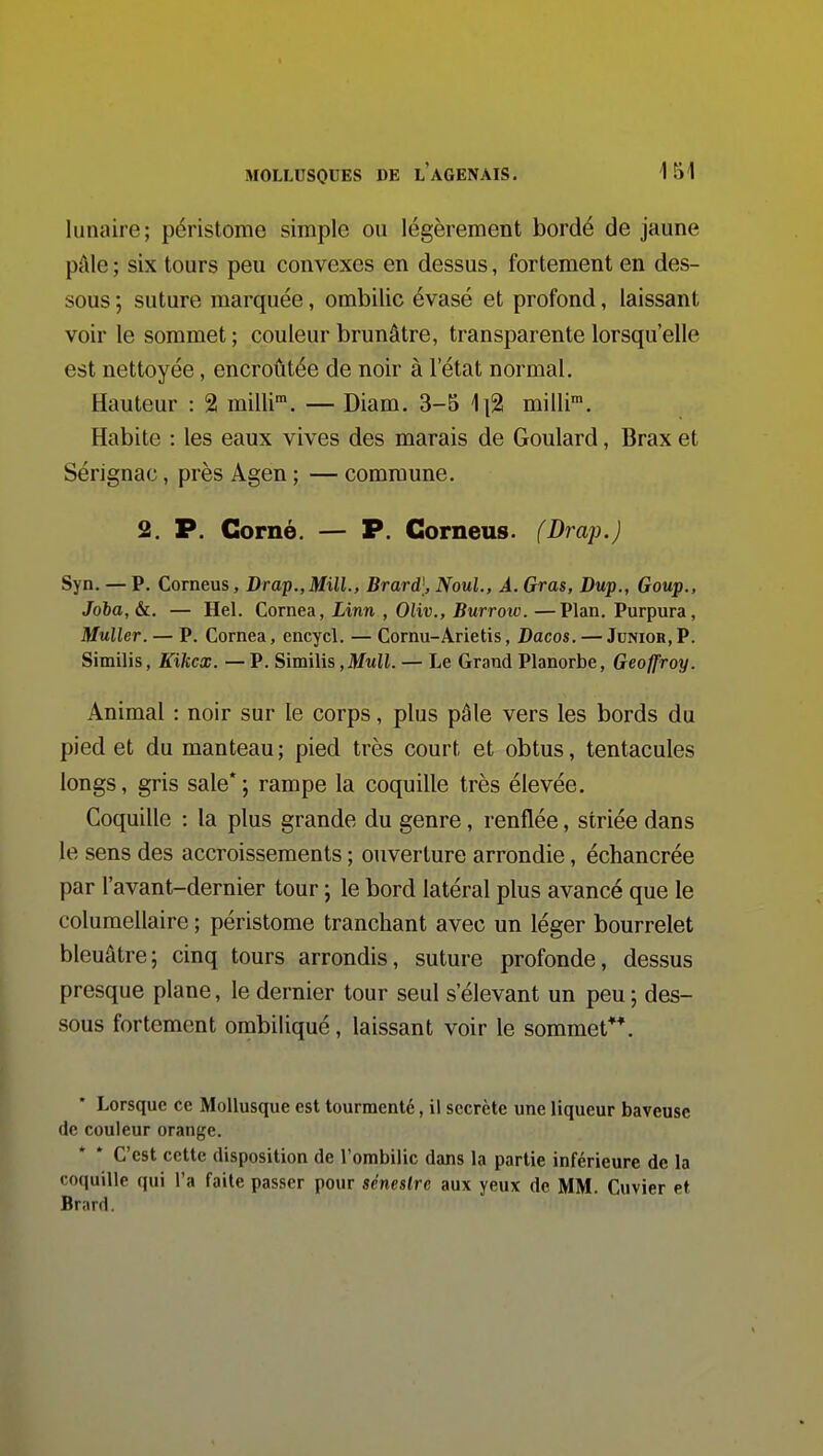 lunaire; péristome simple ou légèrement bordé de jaune pAle ; six tours peu convexes en dessus, fortement en des- sous ; suture marquée, ombilic évasé et profond, laissant voir le sommet ; couleur brunâtre, transparente lorsqu'elle est nettoyée, encroûtée de noir à l'état normal. Hauteur : 2 milli'. — Diam. 3-5 ]\% milli*. Habite : les eaux vives des marais de Goulard, Brax et Sérignac, près Agen ; — commune. 2, P. Corné. — P. Gorneus. (Drap.) Syn. — P. Corneus, Drap.,Mill., Brarà\, Noul., A. Gras, Dup., Goup., Joba, &. — Hel. Cornea, Linn , Oliv., Burrow. —Plan. Purpura, Muller. — P. Cornea, encycl. — Cornu-Arietis, Dacos. — Junior, P. Similis, Kikcx. — P. Similis,J)/Mii. — Le Grand Planorbe, Geoffroy. Animal : noir sur le corps, plus pâle vers les bords du pied et du manteau ; pied très court et obtus, tentacules longs, gris sale*; rampe la coquille très élevée. Coquille : la plus grande du genre, renflée, striée dans le sens des accroissements ; ouverture arrondie, échancrée par l'avant-dernier tour ; le bord latéral plus avancé que le columellaire ; péristome tranchant avec un léger bourrelet bleuâtre; cinq tours arrondis, suture profonde, dessus presque plane, le dernier tour seul s'élevant un peu ; des- sous fortement onibiliqué, laissant voir le sommet**. Lorsque ce Mollusque est tourmenté, il secrète une liqueur baveuse de couleur orange. C'est cette disposition de l'ombilic dans la partie inférieure de la coquille qui l'a faite passer pour séneslre aux yeux de MM. Cuvier et Brard.