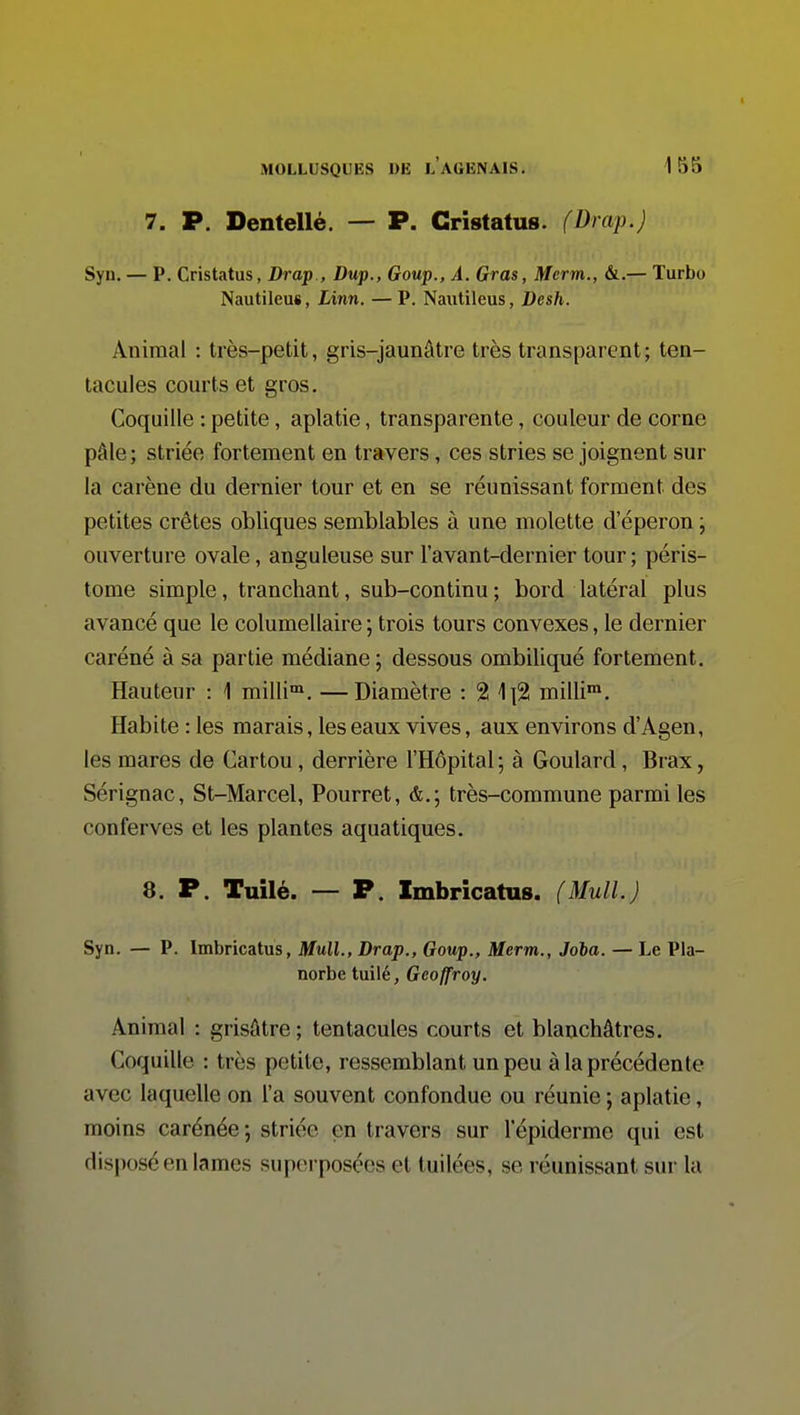 7. P. Dentellé. — P. Gristatus. (Drap.) Syn, — P. Cristatus, Drap , Dup., Goup., A. Gras, Merm., &.— Turbo Nautileus, Linn. — P. Naiitileus, Desh. Animal : très-petit, gris-jaunâtre très transparent; ten- tacules courts et gros. Coquille : petite, aplatie, transparente, couleur de corne pâle; striée fortement en travers, ces stries se joignent sur la carène du dernier tour et en se réunissant forment des petites crêtes obliques semblables à une molette d'éperon ; ouverture ovale, anguleuse sur l'avant-dernier tour ; péris- tome simple, tranchant, sub-continu ; bord latéral plus avancé que le columellaire ; trois tours convexes, le dernier caréné à sa partie médiane ; dessous ombiliqué fortement. Hauteur : 1 milli™. —Diamètre : 2 1l2 milli™. Habite : les marais, les eaux vives, aux environs d'Agen, les mares de Cartou, derrière l'Hôpital ; à Goulard, Brax, Sérignac, St-Marcel, Pourret, très-commune parmi les conferves et les plantes aquatiques. 8. P. Tuilé. — P. Imbricatus. (Mull.) Syn. — P. Imbricatus, Mull., Drap., Goup., Merm., Joba. — Le Pla- norbe tuilé, Geoffroy. Animal : grisâtre ; tentacules courts et blanchâtres. Coquille : très petite, ressemblant un peu à la précédente avec laquelle on l'a souvent confondue ou réunie ; aplatie, moins carénée; striée en travers sur l'épiderme qui est disposé en lames superposées et tuilées, se réunissant sur la