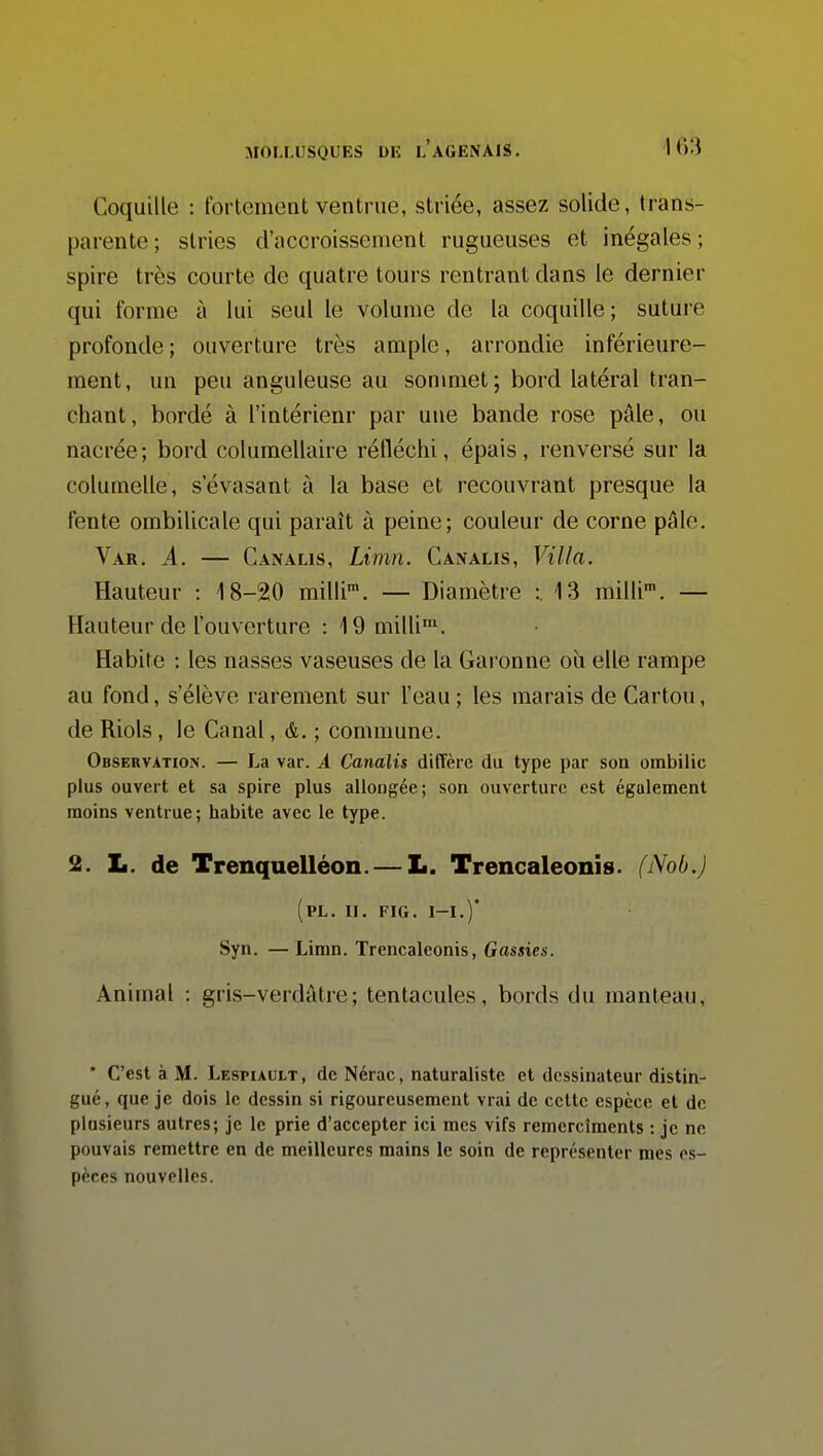 Coquille : fortement ventrue, striée, assez solide, trans- parente ; stries d'accroissement rugueuses et inégales ; spire très courte de quatre tours rentrant dans le dernier qui forme à lui seul le volume de la coquille; suture profonde ; ouverture très ample, arrondie inférieure- ment, un peu anguleuse au sonmiet; bord latéral tran- chant, bordé à l'intérienr par une bande rose pâle, ou nacrée; bord columellaire réfléchi, épais, renversé sur la columelle, s évasant à la base et recouvrant presque la fente ombilicale qui paraît à peine; couleur de corne pâle. Var, a. — Canalis, Linin. Canalis, Villa. Hauteur : 18-20 milli. — Diamètre :. 13 milli'. — Hauteur de l'ouverture : 19 milli™. Habite : les nasses vaseuses de la Gai onne où elle rampe au fond, s'élève rarement sur l'eau ; les marais de Carton, de Riols , le Canal, &. ; commune. Observation. — La var. A Canalis diffère du type par son ombilic plus ouvert et sa spire plus allongée; son ouverture est également moins ventrue; habite avec le type. 2. L. de Trenquelléon. — L. Trencaleonis. (Nob.) (pl. II. FIG. I-I.)* Syn. — Limn. Trencaleonis, Gassies. Animal : gris-verdâtre; tentacules, bords du manteau, • C'est à M. Lespiault, de Nérac, naturaliste et dessinateur distin- gué, que je dois le dessin si rigoureusement vrai de celte espèce et de plusieurs autres; je le prie d'accepter ici mes vifs remercîments : je ne pouvais remettre en de meilleures mains le soin de représenter mes es- pèces nouvelles.