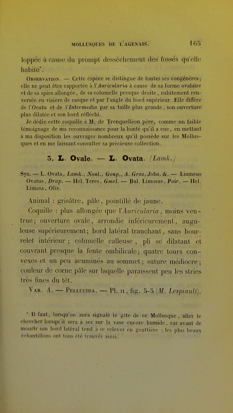 loppée à cause du prompt dessèchement des fossés qu'elle habite*. Observation. — Cette espèce se distingue de toutes ses congénères; elle ne peut être rapportée à VAuricularia à cause de sa forme ovalaire et de sa spire allongée, de sa columclle presque droite, subitement ren- versée en visière de casque et par l'angle du bord supérieur. Elle diffère de l'Ouata et de VIntermedia par sa taille plus grande, son ouverture plus dilatée et son bord réfléchi. Je dédie cette coquille à M. de Trenquelléon père, comme un faible témoignage de ma reconnaissance pour la bonté qu'il a eue, en mettant à ma disposition les ouvrages nombreux qu'il possède sur les Mollus- ques et en me laissant consulter sa précieuse collection. 5. L. Ovale- — L. Ovata. (Lamk.) Syn. — L. Ovata, Lamk., NouL, Goup,, A. Gras, Joba, &. — Limneus Ovatus, Drap. — Hel. Teres, Gmel. — Bul. Limosus, Voir. — Hel. Limosa, Oliv. Anunal : grisâtre, pâle, pointillé de jaune. Coquille : plus allongée que YAuricularia, moins ven- true ; ouverture ovale, arrondie inférieurement, angu- leuse supérieurement; bord latéral tranchant, sans bour- relet intérieur ; columelle calleuse , pli se dilatant et couvrant presque la fente ombilicale; quatre tours con- vexes et un peu acuminés au sommet ; suture médiocre ; couleur de corne pâle sur laquelle paraissent peu les stries très fines du tôt. Va», a. — Pellucida. — Pl. h , fig. 5-5 {M. Lespiaull). 11 faut, lorsqu'on aura signalé le gitc de ce Mollusque, aller le cherdicr lorsqu'il sera à sec sur la vase encore humide, car avant de mourir son bord latéral tend à se relever en gouttière : les plus beaux érhantillons ont tous été trouvés ainsi.