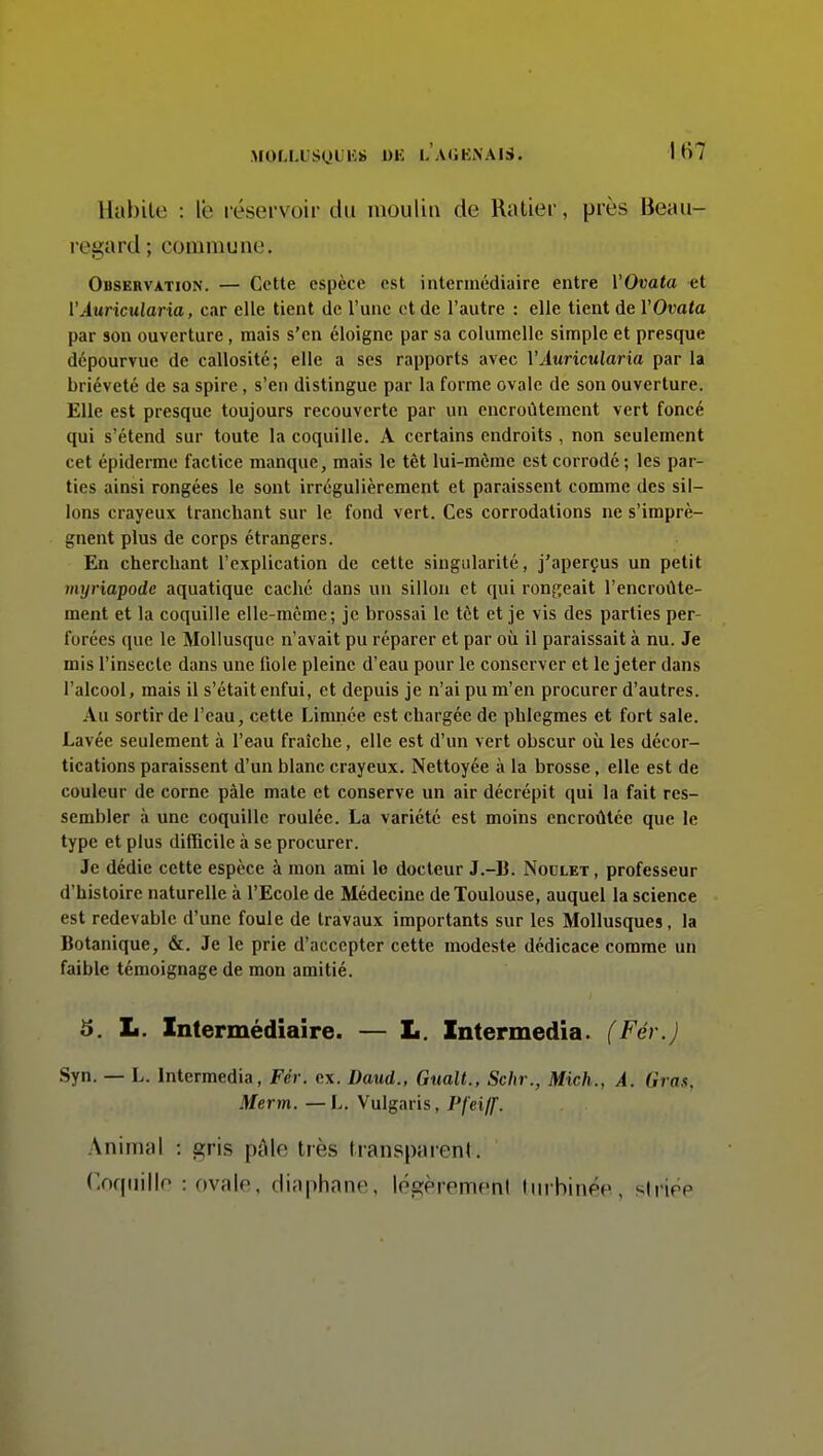 Habile : le réservoir du moulin de Ratier, près Beau- regard ; commune. Observation. — Cotte espèce est intermédiaire entre VOvata et l'Àuricularia, car elle tient de l'une et de l'autre : elle tient de YOvata par son ouverture, mais s'en éloigne par sa columclle simple et presque dépourvue de callosité; elle a ses rapports avec VAuricularia par la brièveté de sa spire, s'en distingue par la forme ovale de son ouverture. Elle est presque toujours recouverte par un encroûtement vert foncé qui s'étend sur toute la coquille. A certains endroits, non seulement cet épiderme factice manque, mais le têt lui-même est corrodé; les par- ties ainsi rongées le sont irrégulièrement et paraissent comme des sil- lons crayeux tranchant sur le fond vert. Ces corrodations ne s'imprè- gnent plus de corps étrangers. En cherchant l'explication de cette singularité, j'aperçus un petit myriapode aquatique caché dans un sillon et qui rongeait l'encroûte- ment et la coquille elle-même; je brossai le tôt et je vis des parties per- forées que le Mollusque n'avait pu réparer et par où il paraissait à nu. Je mis l'insecte dans une fiole pleine d'eau pour le conserver et le jeter dans l'alcool, mais il s'était enfui, et depuis je n'ai pu m'en procurer d'autres. Au sortir de l'eau, cette Limnée est chargée de phlegmes et fort sale. Lavée seulement à l'eau fraîche, elle est d'un vert obscur où les décor- tications paraissent d'un blanc crayeux. Nettoyée à la brosse, elle est de couleur de corne pâle mate et conserve un air décrépit qui la fait res- sembler à une coquille roulée. La variété est moins encroûtée que le type et plus difficile à se procurer. Je dédie cette espèce à mon Jimi le docteur J.-B. Noulet , professeur d'histoire naturelle à l'Ecole de Médecine de Toulouse, auquel la science est redevable d'une foule de travaux importants sur les Mollusques, la Botanique, &. Je le prie d'accepter cette modeste dédicace comme un faible témoignage de mon amitié. S. L. Intermédiaire. — L. Intermedia. (Fér.J Syn. — L. Intermedia, Fér. ex. Daud., Giialt., Schr., Mich., A. Gras. Merm. —L. Vulgaris, Pfeiff. Animal : gris pâle très transparent. Coqiiiljp : ovale, diaphane, légèrement lurbinée, striée