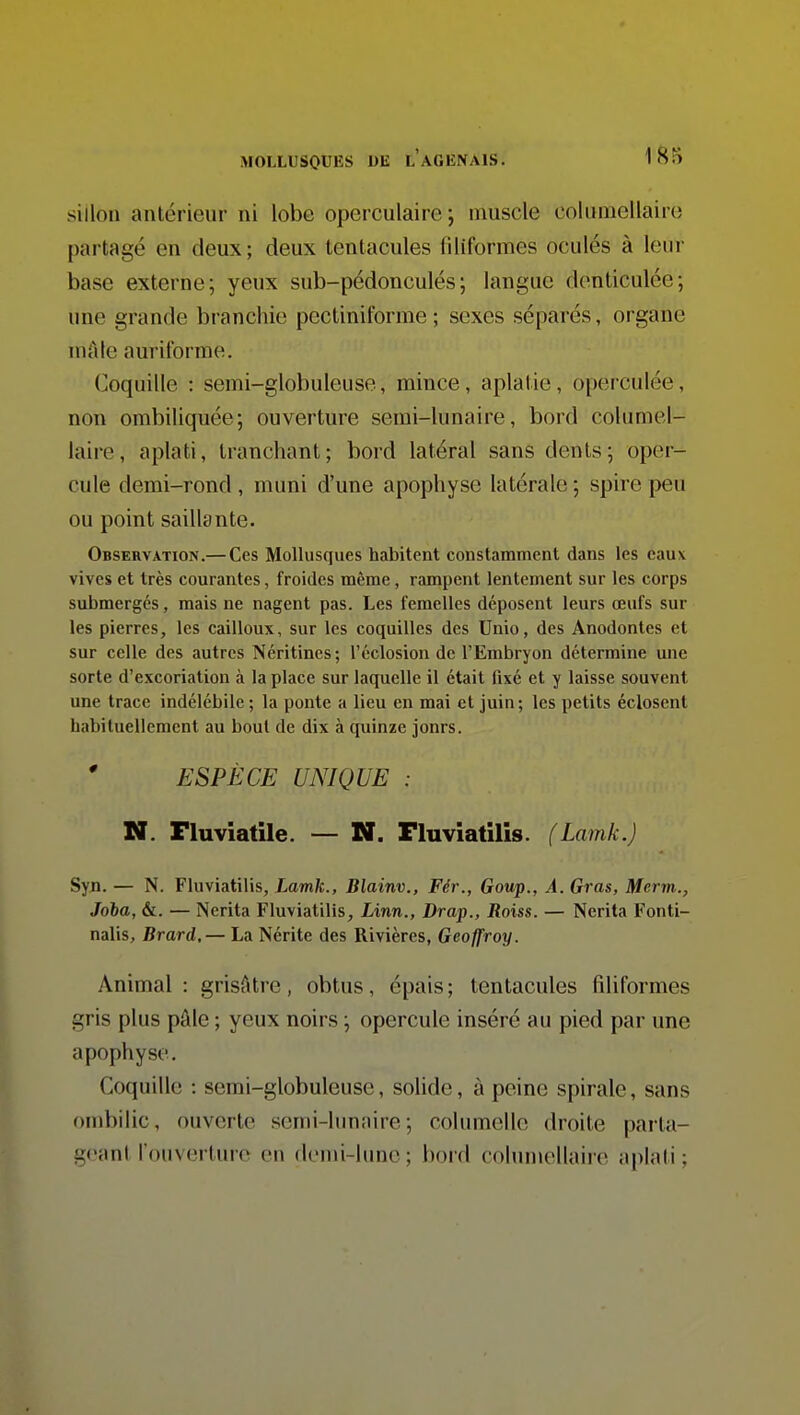 sillon antérieur ni lobe operculaire ; muscle columcllairo partagé en deux; deux tentacules liliformes oculés à leur base externe; yeux sub-pédonculés; langue denticulce; une grande branchie pcctiniforme ; sexes séparés, organe niAlc aurilbrme. Coquille : semi-globuleuse, mince, aplatie, operculée, non ombiliquée; ouverture semi-lunaire, bord columel- laire, aplati, tranchant; bord latéral sans dents; oper- cule demi-rond, muni d'une apophyse latérale ; spire peu ou point saillante. Observation.— Ces Mollusques habitent constamment dans les eaux vives et très courantes, froides même, rampent lentement sur les corps submerges, mais ne nagent pas. Les femelles déposent leurs œufs sur les pierres, les cailloux, sur les coquilles des Unio, des Anodontes et sur celle des autres Néritines; l'éclosion de l'Embryon détermine une sorte d'excoriation à la place sur laquelle il était fixé et y laisse souvent une trace indélébile ; la ponte a lieu en mai et juin; les petits éclosent habituellement au bout de dix à quinze jours. ESPÈCE UNIQUE : N. Fluviatile. — N. Fluviatilis. (Lamk.) Syn. — N. Fluviatilis, Lamk., Blainv., Fér., Goup., A. Gras, Merm., Joba, &. — Nerita Fluviatilis, Linn., Drap., Roiss. — Nerita Fonti- nalis, Brard,— La Nérite des Rivières, Geoffroy. Animal: grisâtre, obtus, épais; tentacides filiformes gris plus pâle ; yeux noirs ; opercule inséré au pied par une apophyse. Coquille : semi-globuleuse, solide, à peine spirale, sans ombilic, ouverte semi-lunaire; columellc droite parta- geant rouverture en demi-lune; bord cohimellaire aplati;