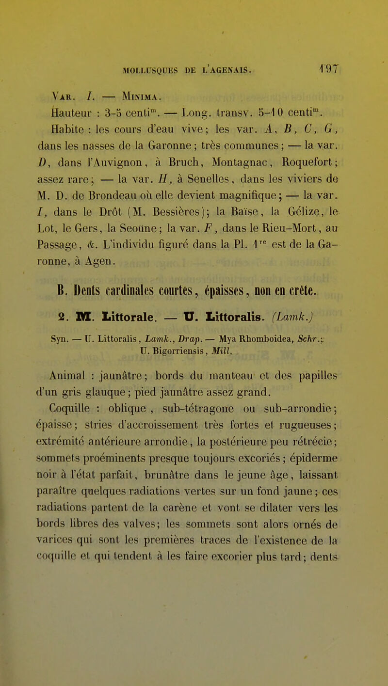 Var. /. — Mlmma. Hauteur : 3-5 centi'. — Long, transv. 5-4 0 centi. Habite : les cours d'eau vive; les var. A, B, C, G, dans les nasses de la Garonne ; très communes ; — la var, D, dans l'Auvignon, à Bruch, Montagnac, Roquefort; assez rare; — la var. H, à Senelles, dans les viviers de M. D. de Brondeau où elle devient magnifique; — la var. /, dans le Drôt (M. Bessières); la Baïse, la Gélize, le Lot, le Gers, la Seoiine; la var. F, dans le Rieu-Mort, au Passage, &. L'individu figuré dans la Pl. 4''^ est de la Ga- ronne, à Agen. 6. Denis cardinales courtes, épaisses, non en crête. 2. Xm. Littorale. — U. Lîttoralis. (Lamk.J Syn. — U. Littoralis, Lamk., Drap. — Mya Rhomboidea, Schr.-^ U. Bigorriensis, Mill. Animal : jaunâtre ; bords du manteau et des papilles d'un gris glauque ; pied jaunâtre assez grand. Coquille : oblique , sub-tétragone ou sub-arrondie ; épaisse ; stries d'accroissement très fortes et rugueuses ; extrémité antérieure arrondie, la postérieure peu rétrécie; sommets proéminents presque toujours excoriés ; épiderme noir à l'état parfait, brunâtre dans le jeune âge, laissant paraître quelques radiations vertes sur un fond jaune ; ces radiations partent de la carène et vont se dilater vers les bords libres des valves ; les sommets sont alors ornés de varices qui sont les premières traces de l'existence de la coquille et qui tendent à les faire excorier plus tard; dents