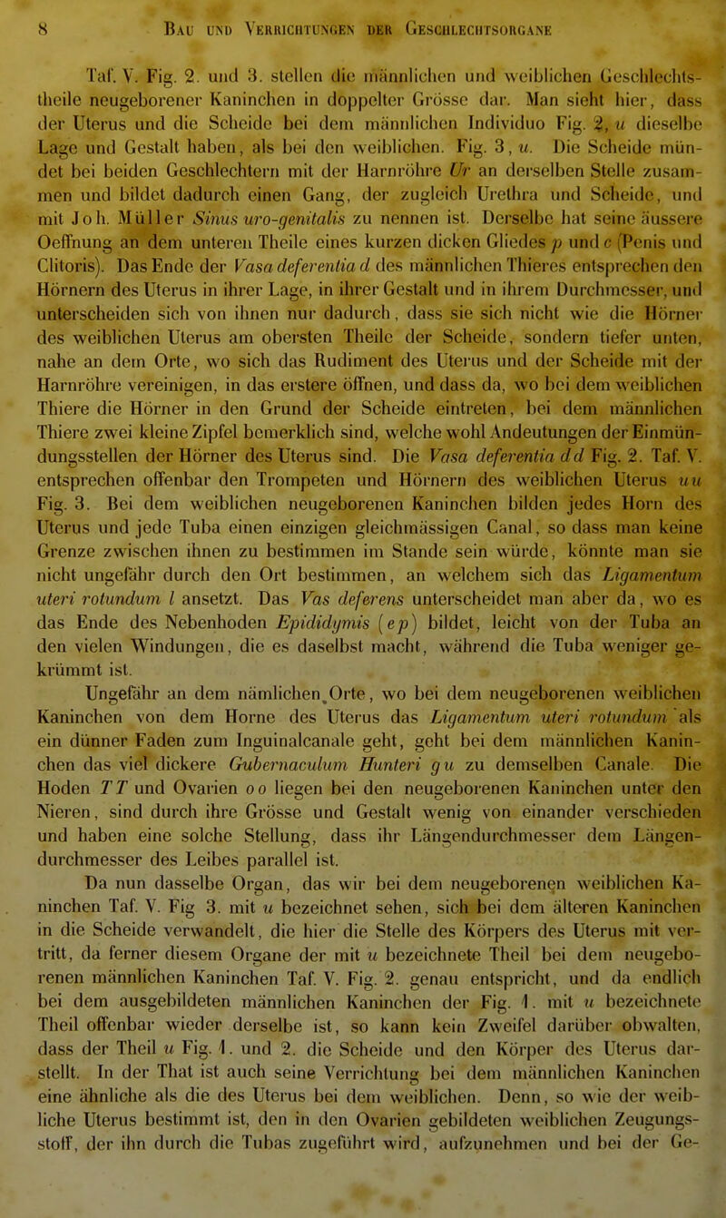 Taf. V. Fig. 2. und 3. stellen die männlichen und weiblichen Gesciileclits- theile neugeborener Kaninchen in doppelter Grösse dar. Man sieht hiei-, dass der Uterus und die Scheide bei dem männlichen Individuo Fig. u dieselbe Lage und Gestalt haben, als bei den weiblichen. Fig. 3, u. Die Scheide mün- det bei beiden Geschlechtern mit der Harnröhre Ur an derselben Stelle zusam- men und bildet dadurch einen Gang, der zugleich Urethra und Scheide, und mit Joh. Müller Sinus uro-genüalis zu nennen ist. Derselbe hat seine äussere Oeffnung an dem unteren Theile eines kurzen dicken Gliedes p und c (Penis luul Clitoris). Das Ende der Vasa deferentia d des männlichen Thieres entsprechen den Hörnern des Uterus in ihrer Lage, in ihrer Gestalt und in ihrem Durchmesser, und unterscheiden sich von ihnen nur dadurch, dass sie sich nicht wie die Hörner des weiblichen Uterus am obersten Theile der Scheide, sondern tiefer unten, nahe an dem Orte, wo sich das Rudiment des Uterus und der Scheide mit der Harnröhre vereinigen, in das erstere öffnen, und dass da, wo bei dem weiblichen Thiere die Hörner in den Grund der Scheide eintreten, bei dem männlichen Thiere zwei kleine Zipfel bemerklich sind, welche wohl Andeutungen der Einmün- dungssteilen der Hörner des Uterus sind. Die Vasa deferentia dd Fig. 2. Taf V. entsprechen offenbar den Trompeten und Hörnern des weiblichen Uterus uu Fig. 3. Bei dem weiblichen neugeborenen Kaninchen bilden jedes Horn des Uterus und jede Tuba einen einzigen gleichmässigen Canal, so dass man keine Grenze zwischen ihnen zu bestimmen im Stande sein würde, könnte man sie nicht ungefähr durch den Ort bestimmen, an welchem sich das Ligamentum uteri rotundum l ansetzt. Das Vas deferens unterscheidet man aber da, wo es das Ende des Nebenhoden Epididymis [ep) bildet, leicht von der Tuba an den vielen Windungen, die es daselbst macht, während die Tuba weniger ge- krümmt ist. Ungefähr an dem nämlichen,Orte, wo bei dem neugeborenen weiblichen Kaninchen von dem Hörne des Uterus das Ligamentum uteri rotundum als ein dünner Faden zum Inguinalcanale geht, geht bei dem männlichen Kanin- chen das viel dickere Gubernaculum Hunteri gu zu demselben Canale. Die Hoden TT und Ovarien oo liegen bei den neugeborenen Kaninchen unter den Nieren, sind durch ihre Grösse und Gestalt wenig von einander verschieden und haben eine solche Stellung, dass ihr Längendurchmesser dem Längen- durchmesser des Leibes parallel ist. Da nun dasselbe Organ, das wir bei dem neugeborenen weiblichen Ka- ninchen Taf V. Fig 3. mit u bezeichnet sehen, sich bei dem älteren Kaninchen in die Scheide verwandelt, die hier die Stelle des Körpers des Uterus mit ver- tritt, da ferner diesem Organe der mit u bezeichnete Theil bei dem neugebo- renen männlichen Kaninchen Taf V. Fig. 2. genau entspricht, und da endlich bei dem ausgebildeten männlichen Kaninchen der Fig. 1. mit u bezeichnete Theil offenbar wieder derselbe ist, so kann kein Zweifel darüber obwalten, dass der Theil u Fig. 1. und 2. die Scheide und den Körper des Uterus dar- stellt. In der That ist auch seine Verrichtuna bei dem männlichen Kaninchen eine ähnliche als die des Uterus bei dem weiblichen. Denn, so wie der weib- liche Uterus bestimmt ist, den in den Ovarien gebildeten weiblichen Zeugungs- stoff, der ihn durch die Tubas zugeführt wird, aufzunehmen und bei der Ge-