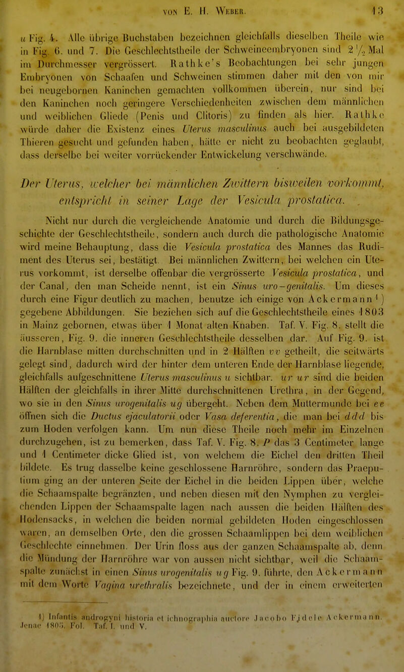 u Fig. 4. Alle übi-igc Buchstaben bczeichncri glcichlalls dieselben Tiicile wie in Fig. 6. und 7. Die Geschlechtslheile der Schwoineenibryonen sind 2'/. Mal im Durchmesser vergrossert. Ilathke's Beobachtungen bei sehr jungen Embryonen von Schaafen und Schweinen stimmen daher mit den von mir bei neugebornen Kaninchen gemachten vollkommen überein, nur sind bei den Kaninchen noch geringere Verschiedenheiten zwischen dem männiiciicn und weiblichen Gliede (Penis und Clitoris) zu finden als hier. Rathke winde daher die Existenz eines Uterus masculinus auch bei ausgebildeten Thieren gesucht und gefunden haben, hätte er nicht zu beobachten geglaubt, dass derselbe bei weiter vorrückender Entwickelung verschwände. Der Uterus, welcher bei männlichen Zwittern bisweilen vorkommt, entspricht in seiner Lage der Vesicula prostatica. , Nicht nur durch die vergleichende Anatomie und durch die Bildungsge- schichte der Geschlechtstheile, sondern auch durch die pathologische Anatomie wird meine Behauptung, dass die Vesicula prostatica des Mannes das Rudi- ment des Uterus sei, bestätigt. Bei männlichen Zwittern, bei welchen ein Ute- rus vorkommt, ist derselbe offenbar die vergrösserte Vesicula prostatica, und der Canal, den man Scheide nennt, ist ein Sinus uro-genitalis. Um dieses durch eine Figur deutlich zu machen, benutze ich einige von Ackermann ') gegebene Abbildungen. Sie beziehen sich auf die Geschlechtstheile eines 1803 in Mainz gebornen, etwas über 1 Monat alten Knaben. Taf. V. Fig. 8. stellt die äusseren, Fig. 9. die inneren Geschlechtstheile desselben dar. Auf Fig. 9. ist die Harnblase mitten durchschnitten und in 2 Hälften vv getheilt, die seitwärts gelegt sind, dadurch wird der hinter dem unteren Ende der Harnblase liegende, gleichfalls aufgeschnittene Uterus masculinus u sichtbar, ur ur sind die beiden Hälften der gleichfalls in ihrer Mitte durchschnittenen Urethra, in der Gegend, wo sie in den Sinus urogenitalis ug übergeht. Neben dem Muttermunde bei ee öffnen sich die Ductus ejaculatorii oder Vasa deferentia, die man bei ddd bis zum Hoden verfolgen kann. Um nun diese Theile noch mehr im Einzelnen durchzugehen, ist zu bemerken, dass Taf. V. Fig. 8. P das 3 Centimeter lange und 1 Centimeter dicke Glied ist, von welchem die Eichel den dritten Theil bildete. Es trug dasselbe keine geschlossene Harnröhre, sondern das Praepu- lium ging an der unteren Seite der Eichel in die ])eidcn Lippen über, welche die Schaamspalte begränzlen, und neben diesen mit den Nymphen zu verglei- clicnden Lippen der Schaamspalte lagen nach aussen die beiden Hälften des liodensacks, in welchen die beiden normal gebildeten Hoden eingeschlossen waren, an demselben Orte, den die grossen Schaamlippen bei dem weiblichen Geschlechte einnehmen. Der Urin floss aus der ganzen Schaamspalte ab, denn die Mündung der Harnröhre war von aussen nicht sichtbar, weil die Schaam- spalte ziuiäclist in einen Sinus urogenitalis nr/Fig. 9. führte, den Ackermann mit dem Worte Vagina urethralis fxizcichnete, und der in einem erweiterten '() Infnnlis andmpjvni liisloria et ichnogriiplii.i niiclorr JiU'olx) I'jdclc A <• k c r ni ii ii ii. .Icnae ISO.;. Fol. T;if. I. titul V.