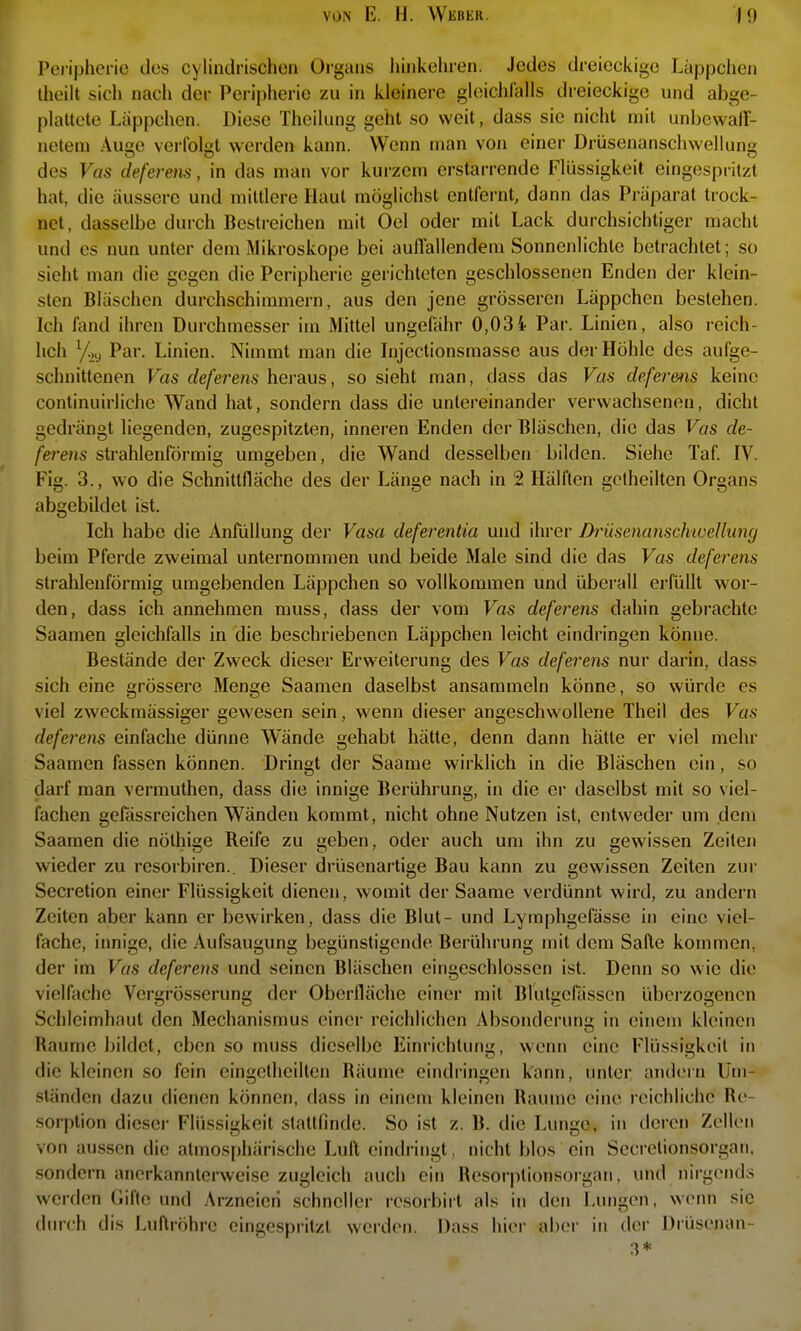 Pciiphene des cylindrischen Organs hinkehren. Jedes dreieckige Läppchen Iheilt sich nach der Periplieric zu in kleinere gknchlalls dreieckige und abge- plattete Läppchen. Diese Theilung geht so weit, dass sie nicht mit unbcwalf- netena Auge verfolgt werden kann. Wenn man von einer Drüsenanscliwellung des Vas deferens, in das man vor kurzem erstarrende Flüssigkeil eingespritzt hat, die äussere und mittlere llml mögliciist entfernt, dann das Präparat trock- net, dasselbe durch Bestreichen mit Oel oder mit Lack durchsichtiger macht und es nun unter dem Mikroskope bei auHallendem Sonnenlichte betrachtet; so sieht man die gegen die Peripherie gerichteten geschlossenen Enden der klein- sten Bläschen durchschimmern, aus den jene grösseren Läppchen bestehen. Icii fand ihren Durchmesser im Mittel ungefähr 0,03 4- Par. Linien, also reich- lich Yi'-j Par. Linien. Nimmt man die Injectionsmasse aus der Höhle des aufge- schnittenen Vas deferens heraus, so sieht man, dass das Vas deferens keine continuirliche Wand hat, sondern dass die untereinander verwachsenen, dicht gedrängt liegenden, zugespitzten, inneren Enden der Bläschen, die das Vas de- ferens strahlenförmig umgeben, die Wand desselben bilden. Siehe Taf. IV. Fig. 3., wo die Schnittfläche des der Länge nach in 2 Hälften gclheilten Organs abgebildet iist. Ich habe die Anftillung der Vasa deferentia und ihrer Drüsenansckwelluny beim Pferde zweimal unternommen und beide Male sind die das Vas deferens strahlenförmig umgebenden Läppchen so vollkommen und überall erfüllt wor- den, dass ich annehmen muss, dass der vom Vas deferens dahin gebi-aehtc Saamen gleichfalls in die beschriebenen Läppchen leicht eindringen könne. Bestände der Zweck dieser Erweiterung des Vas deferens nur darin, dass sich eine grössere Menge Saamen daselbst ansammeln könne, so würde es viel zweckmässiger gewesen sein, wenn dieser angeschwollene Theil des Vas deferens einfache dünne Wände gehabt hätte, denn dann hätte er viel mehr Saamen fassen können. Dringt der Saame wirklich in die Bläschen ein, so darf man vermuthen, dass die innige Berührung, in die er daselbst mit so viel- fachen gefässreichen Wänden kommt, nicht ohne Nutzen ist, entweder um dem Saamen die nölhige Reife zu geben, oder auch um ihn zu gewissen Zeilen wieder zu rcsorbiren.. Dieser drüsenartige Bau kann zu gewissen Zeiten zur Secretion einer Flüssigkeit dienen, womit der Saame verdünnt wird, zu andern Zeiten aber kann er bewirken, dass die Blut- und Lymphgefässe in eine viel- fache, innige, die Aufsaugung begünstigende Berührung mit dem Salle kommen, der im Vas deferens und seinen Bläschen eingeschlossen ist. Denn so wie die vielfache Vergrösserung der Oberfläche einer mit Blutgerässcn überzogenen Schleimhaut den Mechanismus einer reichlichen Absonderung in einem kleinen Räume bildet, eben so muss dieselbe Einrichtung, wenn eine Flüssigkeit in die kleinen so fein eingetheilten Räume eindringen kann, unter andern Um- ständen dazu dienen können, dass in einem kleinen Räume eine reichliche Re- sorption dieser Flüssigkeit stattfinde. So ist z. B. die Lunge, in deren Zellon von aussen die atmosphärische Luft eindringt , nicht blos ein Secrelionsorgan. .sondern anerkannterweise zugleich auch ein Resorptionsorgan, und nirgends werden Gifte und Arzneien schneller resorbirt als in den Lungen, wenn sie durch dis Luftröhre eingespritzt werden. Dass hier aber in der Drüsenan- 3*