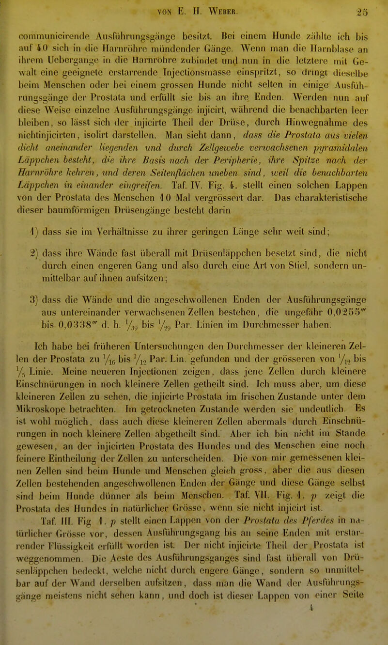 communicirende Ausriihning.sgangG besitzt. Bei einem Hunde zählte ich bis auf 40 sich in (ho Harnröhre mündender Gange. Wenn man die Harnblase an ihrem Ucbergange in die Harnröhre zubindet und in flie letztere mit Ge- walt eine geeignete erstarrende Injeclionsmassc einspritzt, so dringt dieselbe beim Menschen oder bei einem grossen Hunde nicht selten in einige Ausfiih- runs;s2;äna;e der Prostata und erfüllt sie bis an ihre Enden. Werden nun auf diese Weise einzelne Ausrührungsgänge injicirt, während die benachbarten leer bleiben, so lässt sich der injicirte Theil der Drüse, durch Hinwegnahme des nichtinjicirten, isolirt darstellen. Man sieht dann, dass die Prostata aus vielen dicht aneinander liegenden und durch Zellgeivebe verwachsenen pyramidalen Läppchen besteht, die ihre Basis nach der Peripherie, ihre Spitze nach der Harnröhre kehren, und deren Seitenflächen uneben sind, iveil die benachbarten Läppchen in einander eingreifen. Taf. IV. Fig. 4. stellt einen solchen Lappen von der Prostata des Menschen 10 Mal vergrössert dar. Das charakteristische dieser baumförmigen Drüsengänge besteht darin 1) dass sie im Verhältnisse zu ihrer geringen Länge sehr weit sind; 2) dass ihre Wände fast überall mit Drüsenläppchen besetzt sind, die nicht durch einen engeren Gang und also durch eine Art von Stiel, sondern un- mittelbar auf ihnen aufsitzen; 3) dass die Wände und die angeschwollenen Enden der Ausführungsgänge aus untereinander verwachsenen Zellen bestehen, die ungef[ihr 0,0255' bis 0,0338' d. h. bis %y Par. Linien im Durchmesser haben. Ich habe bei früheren Untersuchungen den Durchmesser der kleineren Zel- len der Prostata zu bis Yi., Par. Lin. gefunden und dei- grösseren von Yi., bis '/^ Linie. Meine neueren Injectionen zeigen, dass jene Zellen durch kleinere Einschnürungen in noch kleinere Zellen getheilt sind. Ich muss aber, um diese kleineren Zellen zu sehen, die injicirte Prostata im frischen Zustande unter dem Mikroskope betrachten. Im getrockneten Zustande werden sie undeutlich Es ist wohl möglich, dass auch diese kleineren Zellen abermals durch Einschnü- rungen in noch kleinere Zellen abgetheilt sind. Aber ich bin nicht im Stande gewesen, an der injicirten Prostata des Hundes und des Menschen eine noch feinere Eintheilung der Zellen zu unterscheiden. Die von mir gemessenen klei- nen Zellen sind beim Hunde und Menschen gleich gross, aber die aus diesen Zellen bestehenden angeschwollenen Enden der Gänge und diese Gänge selbst sind heim Hunde dünner als beim Menschen. Taf. VH. Fig. \. p zeigt die Prostata des Hundes in natürlicher Grösse, wenn sie nicht injicirt ist. Taf. III. Fig 1. p stellt einen Lappen von der Prostata des Pferdes in na- türlicher Grösse vor, dessen Aiisführungsgang bis an seine Enden mit erslar- i-ender Flüssigkeit erftillt worden ist. Der nicht injicirte Theil der Prostata ist weggenommen. Die Acste des Ausführungsganges sind fast überall von Drü- senläppchen bedeckt, welche nicht durch engere Gänge, sondern so unmittel- bar auf der Wand derselben aufsitzen, dass man die Wand der Ausluhrungs- gänge meistens nicht sehen kann, und doch ist dieser Lappen von einer Seile 4