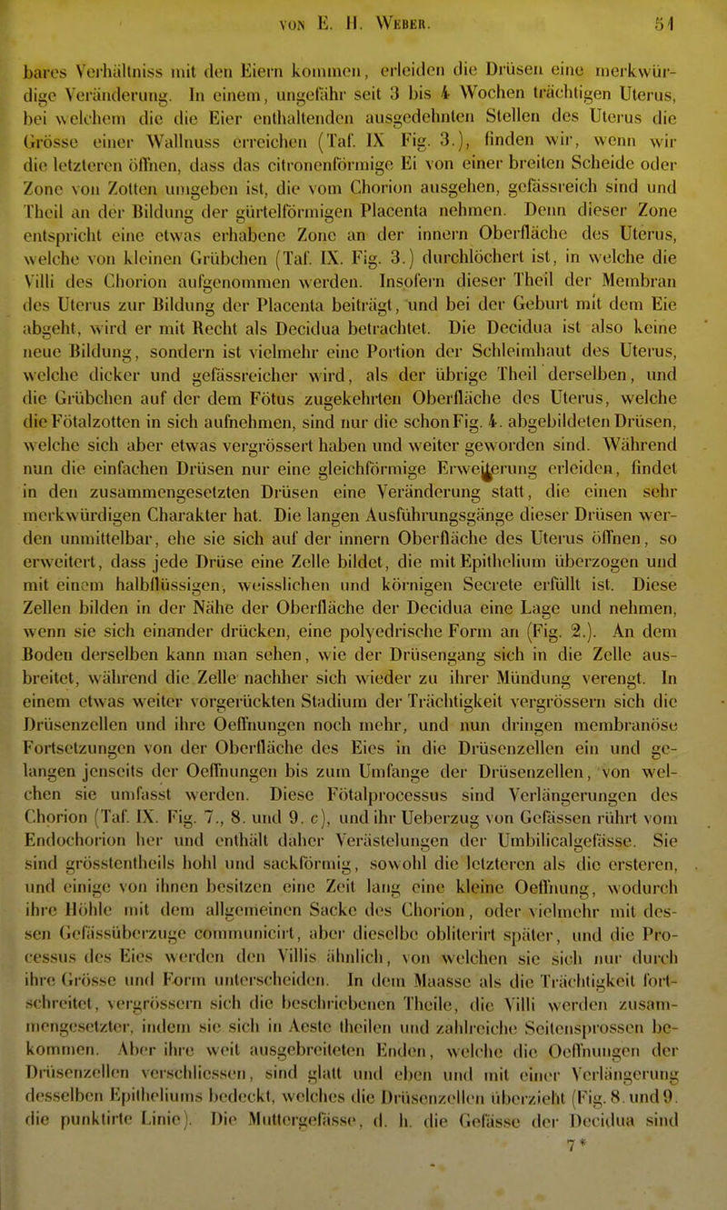 bares Vcj-hältniss mit den Eiern kommen, erleiden die Drüsen eine mei-kvvür- dige Veränderung. In einem, ungefähr seit 3 bis 4 Wochen trächtigen Uterus, bei \\elohem die die Eier enthaltenden ausgedehnten Stellen des Uterus die Grösse einer Wallnuss erreichen (Taf. IX Fig. 3.), linden wir, wenn wir die letzteren öfthcn, dass das citi-onenföi-mige Ei von einei- breiten Scheide oder Zone von Zotten umgeben ist, die vom Chorion ausgehen, gcfässi-eich sind und Theil an der Bildung der gürtelförmigen Placenta nehmen. Denn dieser Zone entspricht eine etwas erhabene Zone an der innei-n Oberfläche des Uterus, welche von kleinen Grübchen (Tai. IX. Fig. 3.) durchlöchert ist, in welche die Villi des Chorion aufgenommen werden. Insofern diesei- Theil der Membran des Uterus zur Bildung der Placenta beiträgt, und bei der Gebui-t mit dem Eie abgeht, wird er mit Recht als Decidua betrachtet. Die Decidua ist also keine neue Bildung, sondern ist vielmehr eine Portion der Schleimhaut des Uterus, welche dicker und gefässreicher wird, als der übrige Theil derselben, und die Grübchen auf der dem Fötus zugekehrten Oberfläche des Uterus, welche die Fötalzotten in sich aufnehmen, sind nur die schon Fig. 4. abgebildeten Drüsen, welche sich aber etwas vergrössert haben und weiter geworden sind. Während nun die einfachen Drüsen nur eine gleichförmige Erwej^erung erleiden, findet in den zusammengesetzten Drüsen eine Veränderung statt, die einen sehr merkwürdigen Charakter hat. Die langen Ausführungsgänge dieser Drüsen wer- den unmittelbar, ehe sie sich auf der innern Oberfläche des Uterus öflhen, so erweitert, dass jede Drüse eine Zelle bildet, die mit Epithelium überzogen und mit einem halbflüssigen, weisslichen und körnigen Secrete erfüllt ist. Diese Zellen bilden in der Nähe der Oberfläche der Decidua eine Lage und nehmen, wenn sie sich einander drücken, eine polyedrische Form an (Fig. 2.). An dem Boden derselben kann man sehen, wie der Drüsengang sich in die Zelle aus- breitet, während die Zelle nachher sich wieder zu ihrei- Mündung verengt. In einem etwas weiter vorgerückten Stadium der Trächtigkeit vergrössern sich die Drüsenzellen und ihre OePfnungcn noch mehr, und nun dringen membranöse Fortsetzungen von der Oberfläche des Eies in die Drüsenzellen ein und ge- langen jenseits der Oeffnungcn bis zum Umfange der Drüsenzellen, von wel- chen sie umfasst werden. Diese Fötalprocessus sind Verlängerungen des Chorion (Taf IX. Fig. 7., 8. und 9. c), und ihr Ueberzug von Gcfässen rührt vom Endochorion her und enthält daher Verästelungen der Umbilical<2;elasse. Sie sind grösstentheils hohl und sackförmig, sowohl die letzteren als die ersteren, und einige von ihnen besitzen eine Zeit lang eine kleine Oeflnuna, wodurch ihre Höhle mit dem allgemeinen Sacke des Chorion, oder vielmehr mit des- sen Gefässüberzuge conununicirt, aber dieselbe oblilerirt später, und die Pro- cessus des Eies werden den Villis ähnlich, von welchen sie sich nur durch ihre Grösse und Form unlei-scheiden. In dem Maasse als die Trächtigkeil fort- schreitet, vergrössern sich die beschriebenen Theile, die Villi werden zusam- mcnge.setzter. indem sie sich in Aeste theilen und zahli'ciche Scilensprossen be- kommen. Aber ihre weit ausgebreiteten Enden, welche die Oefl'nungen der Drüsenzellen vcrschliessen, sind glatt und eben und mit einer Verlängerung desselben Epilheliums bedeckt, welches die Drüscnzellen überzieht (Fig. 8. und 9. die punktirte Linie). Die Mut(ergefässe. d. h. die Gelasse der Decidua sind