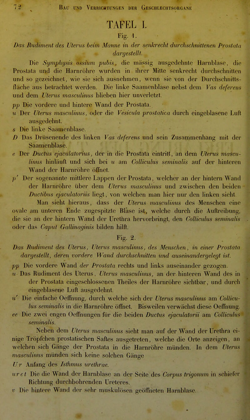 TAFEL I. Fig. 1. Das Rudiment des Utems beim Manne in der senkrecht durchschnittenen Prostata dargestellt. Die Symphysis ossium pubis, die massig ausgedehnte Harnblase, die Prostata und die Harnröhre wurden in ihrer Mitte senkreclit durchschnitten und so gezeichnet, wie sie sich ausnehmen, wenn sie von der Durchschnitts- fläche aus betrachtet werden. Die hnke Saamenblase nebst dem Vas deferens und dem Uterus masculinus bHeben hier unverletzt. pp Die vordere und hintere Wand der Prostata. u Der Uterus masculinus, oder die Vesicula prostatica durch eingeblasene Luft ausgedehnt. , s Die linke Saamenblase. D Das Di'üsenende des linken Vas deferens und sein Zusammenhang mit der Saamenblase. e Der Ductus ejaculatorius, der in die Prostata eintritt, an dem Uterus mascu- linus hinläuft und sich bei u am Colliculus seminalis auf der hinteren Wand der Harnröhre öffnet. p' Der sogenannte mittlere Lappen der Prostata, welcher an der hintern Wand der Harnröhre über dem Uterus masculinus und zwischen den beiden Ductibus ejaculatoriis liegt, von welchen man hier nur den linken sieht. Man sieht hieraus, dass der Uterus masculinus des Menschen eine ovale am unteren Ende zugespitzte Blase ist, welche durch die Auftreibung, die sie an der hintern Wand der Urethra hervorbringt, den Colliculus seminnUs oder das Caput Gallinaginis bilden hilft. Fig. 2. Das Rudiment des Uter'us, Uterus masculinus, des Menschen, in einer Prostata dargestellt, deren vordere Wand durchschnitten und auseinandergelegt ist. pp Die vordere Wand der Prostata rechts und links auseinander gezogen. u- Das Rudiment des Uterus, Uterus masculinus, an der-hinteren Wand des in der Pi-ostata eingeschlossenen Theiles der Harnröhre sichtbar, und durch eingeblasene Luft ausgedehnt. u' Die einfache Oeffnung, durch welche sich der Uterus masculinus am Collicu- lus seminalis in die Harnröhre ötFnet. Bisweilen verwächst diese Oeffnung. ee Die zwei engen Oeifnungen für die beiden Ductus ejaculatorii am Collicidus seminalis. Neben dem Uterus masculinus sieht man auf der Wand der Urethra ei- nige Tröpfchen prostatischen Saftes ausgetreten, welche die Orte anzeigen, an welchen sich Gänge der Prostata in die Harnröhre münden. In dem Uterus mascidinus münden sich keine solchen Gänge Ur Anfang des Isthmus urethrae. uret Die die Wand der Harnblase an der Seite des Corpus trigonum in schiefer Richtung durchbohrenden Ureteres. V Die hintere Wand der sehr muskulösen geöffneten Harnblase.