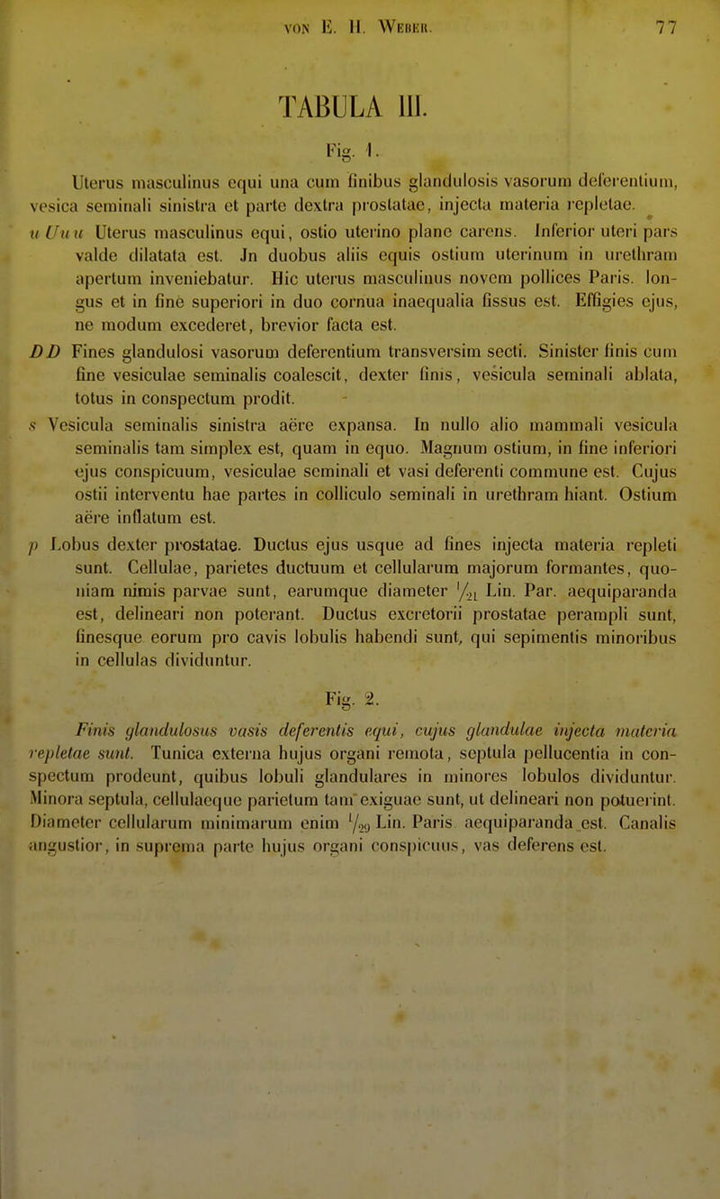 TABULA HI. Fig. ]. Uterus masculinus equi una cum finibus giandulosis vasorum delerentium, vesica seminali sinistra et parte dextra pi'ostatae, injecta materia repletae. tiUuic Uterus masculinus equi, ostio uterino plane carcns. Inferior uteri pars valde dilatata est. Jn duobus aliis equis ostium uterinum in urethram apertum inveniebatur. Hic uterus masculinus novcm pollices Paris, lon- gus et in fine superiori in duo cornua inaequalia fissus est. Effigies ejus, ne modum excederet, brevior facta est. DD Fines glandulosi vasorum deferentium transversim secti. Sinister linis cum fine vesiculae seminalis coalescit, dexter finis, vesicula seminali ablata, totus in conspectum prodit. •s Vesicula seminalis sinistra aere expansa. In nullo alio mammali vesicula seminalis tarn simplex est, quam in equo. Magnum ostium, in fine inferiori ejus conspicuum, vesiculae seminali et vasi deferenti commune est. Cujus ostii interventu hae partes in coliiculo seminali in urethram hiant. Ostium aere inflatum est. /) Lobus dexter prostatae- Ductus ejus usque ad fines injecta matei'ia repleti sunt. Cellulae, parietes ductuum et cellularura majorum formantes, quo- niam nimis parvae sunt, earumque diameter '/»i Lin. Par. aequiparanda est, delineari non poterant. Ductus excretorii prostatae perampli sunt, finesque eorum pro cavis lobulis habendi sunt, qui sepimentis minoribus in cellulas dividuntur. Fig. 2. Finis glandulosus vasis deferentis equi, cujus glandulae injecta matcria repletae sunt. Tunica externa hujus organi remota, septula pellucentia in con- spectum prodeunt, quibus lobuli glanduläres in minores lobulos dividuntur. iMinora septula, cellulaeque parietum tarn exiguae sunt, ut delineari non potuerint. Diameter cellularum minimarum enim Yao ^ Pai'is aequiparanda est. Canalis angustior, in suprema parte hujus organi conspicuus, vas deferens est.