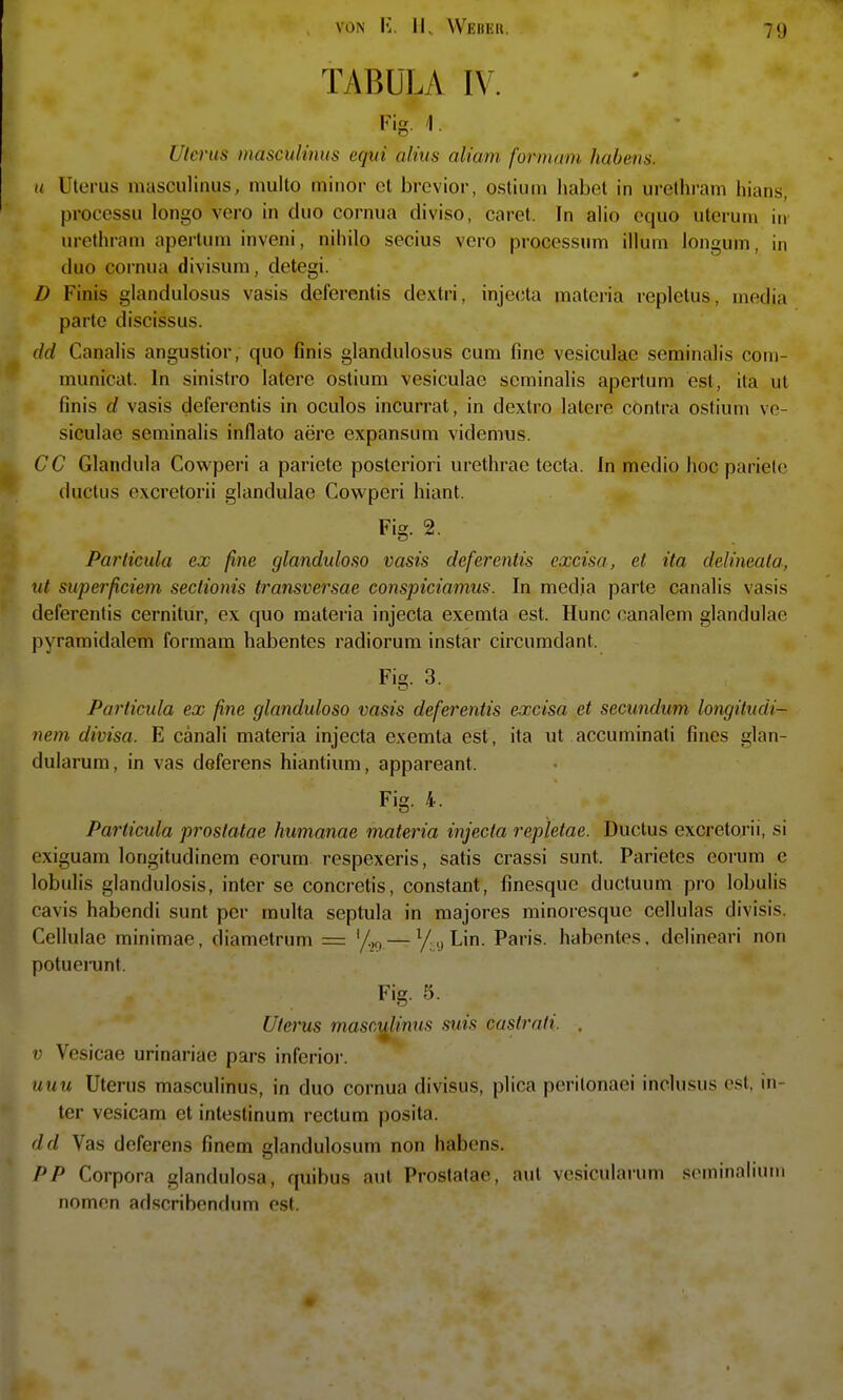 79 TABULA IV. Fig. 1 Uterus masculinus equi alius aliam formam habens. u Uterus masculinus, niulto minor cl brevior, ostiuin habet in urethram iiians, processu longo vero in duo cornua diviso, caret. In alio equo uteruiu in urethram apertum inveni, nihilo secius vero processum illuni longum, in duo cornua divisum, detegi. D Finis glandulosus vasis deferentis dextri, injecta materia repletus, media parte discissus. dd Canahs angustior, quo finis glandulosus cum fine vesiculae seminalis coni- municat. In sinistro latere ostium vesiculae seminalis apertum est, ita ul finis d vasis deferentis in oculos incurrat, in dextro latere contra ostium ve- siculae seminalis inflato aere expansum videmus. CC Glandula Cowpei'i a pariete posteriori urethrae tecta. In medio hoc pariele ductus excretorii glandulae Cowperi hiant. Fig. 2. Pariicula ex fine glanduloso vasis deferentis excisa, et ita delineata, iit superficiem seclionis transversae conspictamus. In media parte canalis vasis deferentis cernitur, ex quo materia injecta exemta est. Hunc canalem glandulae pyramidalem formam habentes radiorum instar circumdant. Fig. 3. Particula ex fine glanduloso vasis deferentis excisa et secundum longitudi- nem divisa. E cänali materia injecta exemta est, ita ut accuminati fines glan- dularum, in vas deferens hiantium, appareant. Fig. 4. Particula prostatae humanae materia injecta repletae. Ductus excretorii, si cxiguam longitudinem corum respexeris, satis crassi sunt. Parietes eorum e lobulis glandulosis, inter sc concretis, constant, finesque ductuum pro lobulis cavis habendi sunt per multa septula in majores minoresque cellulas divisis. Cellulae minimac, diametrum = — /yLin. Paris, habentes. delineari non potuerunt. Fig. 5. Uterus masculinus suis castrati. . V Vesicae urinariae pars inferior. uuu Uterus masculinus, in duo cornua divisus, plica peritonaei inclusus est, in- ter vesicam et intestinum rectum posita. dd Vas deferens finem glandulosum non habens. PP Corpora glandulosa, quibus aut Prostatae, aut vesicularum seminalium nomen adscribendum est.