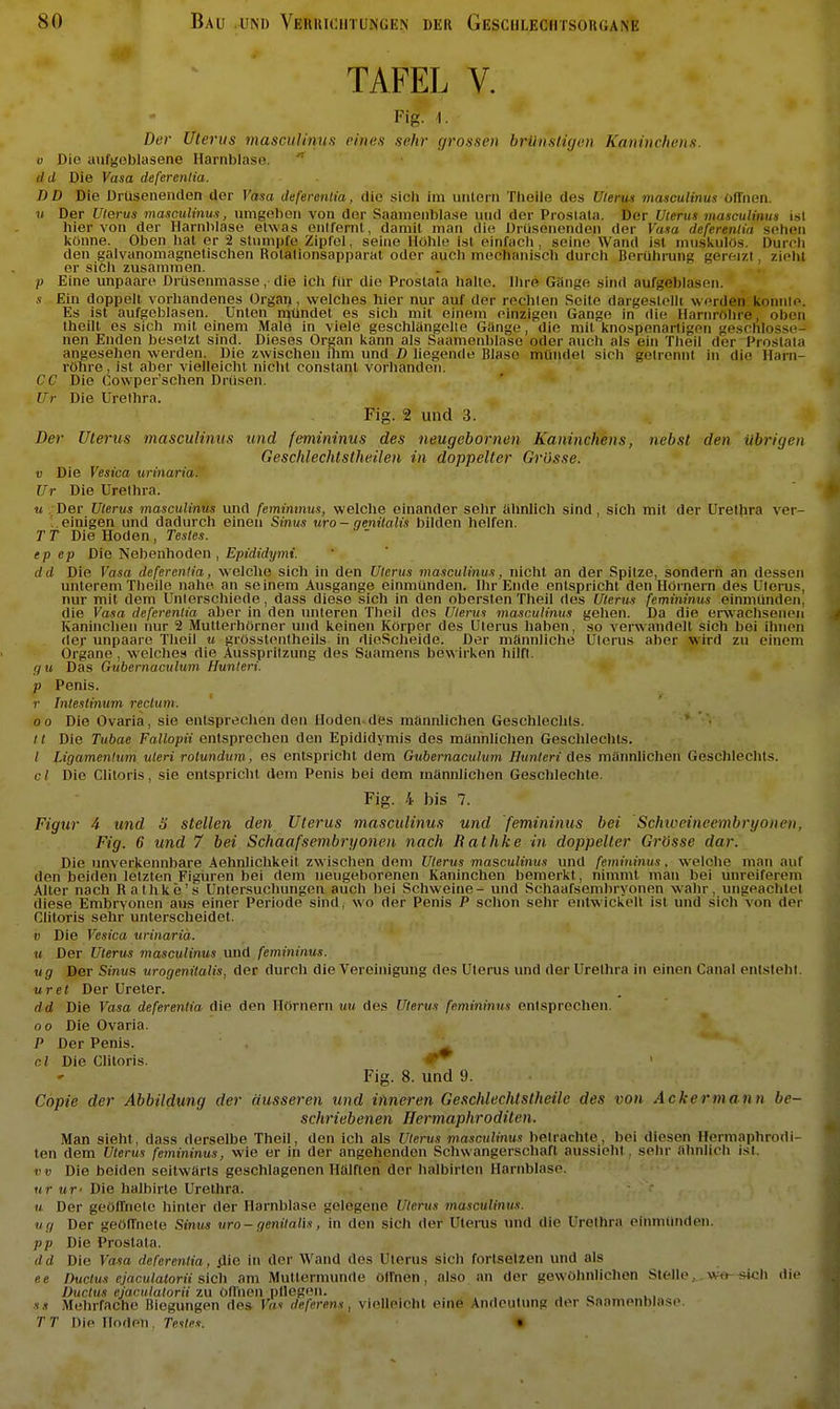 TAFEL V. Fig. 1. Der Uterus niasciilinus eines sehr grossen brünstigen Kaninchens. V Die aufgeblasene Harnblase. dd Die Vasa deferenlia. DD Die Drüsenenden der Vasa deferenlia, die sicli im untern Theile des Uierus masculinus Offnen. « Der Uterus masculinufi, umgeben von der Saamenblase und der Prostata. Der Uterus masculinus ist hier von der Harnblase etwas entfernt, damit man die Drüsenenden der Vasa deferenlia sehen könne. Oben hat er 2 stumpfe Zipfel, seine Hühle ist einfach, seine Wand ist muskulös. Durrh den galvanomagnetischen Rotalionsapparat oder auch mechanisch durch Berührung gereizt, zieht er sich zusammen. p Eine unpaare Drüsenmasse, die ich für die Prostata halte. Ihre Gänge sind aufgeblasen. s Ein doppelt vorhandenes Organ , welches hier nur auf der rechten Seite dargestellt werden konnle. Es ist aufgeblasen. Unten mündet es sich mit einem einzigen Gange in die Harnröhre, oben theilt es sich mit einem Male in viele geschlängeile Gange, die mit knospenartigen geschlosse- nen Enden besetzt sind. Dieses Organ kann als Saamenblase oder auch als ein Theil der Prostata angesehen werden. Die zwischen ihm und D liegende Blase mündet sich getrennt in die Harn- röhre , ist aber vielleicht nicht constanl vorhanden. CC Die Cowper'schen Drüsen. Ur Die Urethra. Fig. 2 und 3. Der Ulenis masculinus und (emininus des neugebornen Kaninchens, nebst den übrigen Geschlechtstheilen in doppelter Grösse. V Die Vesica urinaria. Ur Die Urethra. u . Der Uterus masculinus und femimnus, welche einander sehr ahnlich sind, sich mit der Urethra ver- . einigen und dadurch einen Sinus uro - genitalis bilden helfen. T T Die Hoden , Testes, ep ep Die Nebenhoden , Epididymi. dd Die Vasa deferenlia, welche sich in den Uterus masculinus, nicht an der Spitze, sondern an dessen unterem Theile nahe an seinem Ausgange einmünden. Ihr Ende entspricht den Hörnern des Uterus, nur mit dem Unlerschiede, dass diese sich in den obersten Theil des Uterus femininus einmünden, die Vasa deferenlia aber in den unteren Theil des Uterus masculinus gehen. Da die envacliseneii Kaninchen nur 2 Mutterhörner und keinen Körper des Uterus haben, 'so verwandelt sich bei ihnen def unpaare Theil u grösstentheils in dieScheide. Der männliche Uterus aber wird zu einem Organe, welches die Ausspritzung des Saamens bewirken hilft. qu Das Gubernaculum Hunteri. p Penis. )• Intestinum rectum. 0 0 Die Ovaria, sie entsprechen den Hoden.des männlichen Geschlechts. ' • /1 Die Tubae Fallopii entsprechen den Epididymis des mannlichen Geschlechts. / Ligamentum uteri rolundum, es entspricht dem Gnbernaculum Hunteri des miumlichen Geschlechts. c l Die Clitoris, sie entspricht dem Penis bei dem männlichen Geschlechte. Fig. 4 bis 7. Figur 4 und 3 stellen den Uterus masculinus und femininus bei Schweineembryonen, Fig. 6 und 7 bei Schaafsembryonen nach Bathke in doppelter Grösse dar. Die unverkennbare Aehnlichkeit zwischen dem Uterus masculinus und femininus. welche man auf den beiden letzten Figuren bei dem neugeborenen Kaninchen bemerkt, nimmt man bei unreiferem Alter nach Rathke's Untersuchungen auch bei Schweine- und Schaafsembryonen w'ahr, ungeachtet diese Embryonen ans einer Periode sind, wo der Penis P schon sehr entwickelt ist und sich von der Clitoris sehr unterscheidet. V Die Vesica urinaria. u Der Uterus masculinus und femininus. ug Der Sinus urogenitalis, der durch die Vereinigung des Uterus und der Ureihra in einen Canal entsteht. uret Der Ureter. dd Die Vasa deferenlia die den Hörnern uu des Uterus femininus entsprechen. 0 0 Die Ovaria. P Der Penis. cl Die Clitoris. Fig. 8. und 9. Cöpie der Abbildung der äusseren und inneren Geschlechtstheile des von Ackermann be- schriebenen Hermaphroditen. Man sieht, dass derselbe Theil, den ich als Ulerus masculinus betrachte, bei diesen Hormaphrodi- ten dem Uterus femininus, wie er in der angehenden Schwangerschaft aussieht , sehr ähnlich ist. HU Die beiden seitwärts geschlagenen Hälften der halbirten Harnblase. nr ur' Die halhirte Ureihra. u Der geölTnetc hinter der Harnblase gelegene Uterus masculinus. ug Der geöfTnete Sinus uro-genitalis, in den sich der Uterus und die Urethra einmünden. pp Die Prostata. dd Die Va-m deferenlia, .die in der Wand des Uterus sich fortsetzen und als ee Ductus cjaculatorii sich am Muttermunde Ollnen, also an der gewöhnlichen Stelle,. w«-*i<?h die Ductus ejaculatorii zu öduen pflegen. SS Mehrfache Biegungen de& Vas deferens, vielleicht eine Andeutimg der Saamenblase. T r Die linden , Teiles. «