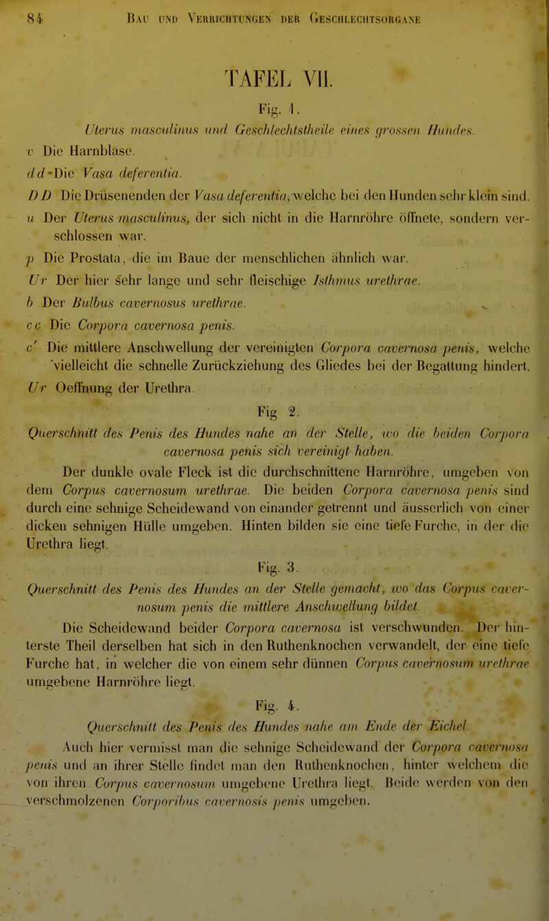 I TAFEL VII. Fig. 1. Uterus masculinus und Geschlechtstheüe eines (jrosson Hundes. V Die Harnblase. (/(/•Die Vasa deferentia. DD Die Drüsenenden der Vasa deferentia,we\cho bei den Hunden sehr klein sind. u Der Uterus masculinus, der sich nicht in die Harnröhre öffnete, sondern ver- schlossen war. j) Die Prostata, die im Baue der menschlichen ahnlich war. Ur Der hier §ehr lange und sehr fleischige Isthmus urethrae. h Dei' Bulbus cavernosus urethrae. c c Die Corpora cavernosa penis. c' Die mittlere Anschwellung der vereiiligten Corpora cavernosa penis, welche vielleicht die schnelle Zurückziehung des Gliedes bei der Begattung hindert. Ur OelFnung der Urethra. Fig 2. Querschnitt des Penis des Hundes nahe an der Stelle, loo die beiden Corpora cavernosa penis sich vereinigt haben. Der dunkle ovale Fleck ist die durchschnittene Hai'nröhre, umgeben \on dem Corpus cavernosum urethrae. Die beiden Corpora cavernosa penis sind durch eine sehnige Scheidewand von einander getrennt und äusserlich von einer dicken sehnigen Hülle umgeben. Hinten bilden sie eine tiefe Furche, in der die Urethra liegt. Fig. 3. Querschnitt des Penis des Hundes an der Stelle gemacht, wo das Corpus caver- nosum penis die mittlere Anschwellung bildet. Die Scheidewand beider Corpora cavernosa ist verschwunden. Der hin- terste Theil derselben hat sich in den Ruthenknochen verwandelt, dei- eine tiele Furche hat, in welcher die von einem sehr dünnen Corpus cavernosum urethrae umgebene Harnröhre liegt. Fig. 4. Querschnitt des Penis des Hundes nahe am Ende der Eichel. Auch hier verniisst man die sehnige Scheidewand der Corpora cavernosa penis und an ihrer Stelle lindct man den Rulhenknochen, hinter welchem die von ihren Corpus cavernosum umgebene Urethra liegt. Beide werden von den verschmolzenen Corporihus cavernosis penis umgeben. I