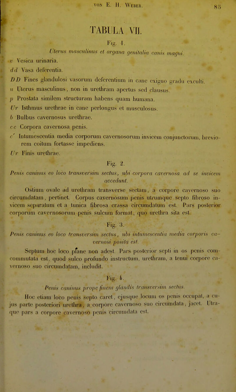 80 TABULA VII. Fig. I. Uterus masmiinus et Organa f/enitaiüi cams maqni. r Vcsica urinaria. dd Vasa defcrentia. DD Fines glandulosi vasorum delerentium in cane exiguo gradu e.vciilti. u Uterus masculinus, non in urethrain aperlus sed clausus. p Prostata similem structurani habcns quam humana. Ur Isthmus urethrae in cane perlongus et musculosus. /; Bulbus cavernosus urethrae. cc Corpora cavernosa penis. c' lutumesccntia media corporum cavernosorum inviceni conjunclorum, brevio- rem coitum fortasse impediens. Ur Finis urethrae. Fig. 2. Penis caninus eo loco transversim sectus, ubi corpora cavernosa ad sc inviceni accedunt. Ostium ovale ad urethrani transverse sectam, a corpore cavernoso suo circumdatam, pertinet. Corpus cavernosiira penis ulrumque septo fibroso in- vicem separatum et a tunica fibrosa crassa circuradalum est. Pars posterior corporum cavernosorum penis sulcum formal, quo Urethra sita est. Fig. 3. Penis caninus eo loco transversim sectus, ubi intumescentia media corporis ca- vernosi posita est. Septum hoc loco pfane non adest. Pars postei ior sc[)li in os penis com- comniutata est, (juod sulco prol'undo iiistructuin, urethrani, a tenui corpore ca- vcinoso suo circumdatam, includit. Fig. 4. Penis caninus prope finem glandis transversim sectus. Hoc etiam loco penis septo caret, ejusque locum os penis occupal, a cu- jus parte posteriori Urethra, a coi7)orc cavernoso suo circumdala, jiicet. Utia- quc pars a corpore cavernoso penis circumdala est.