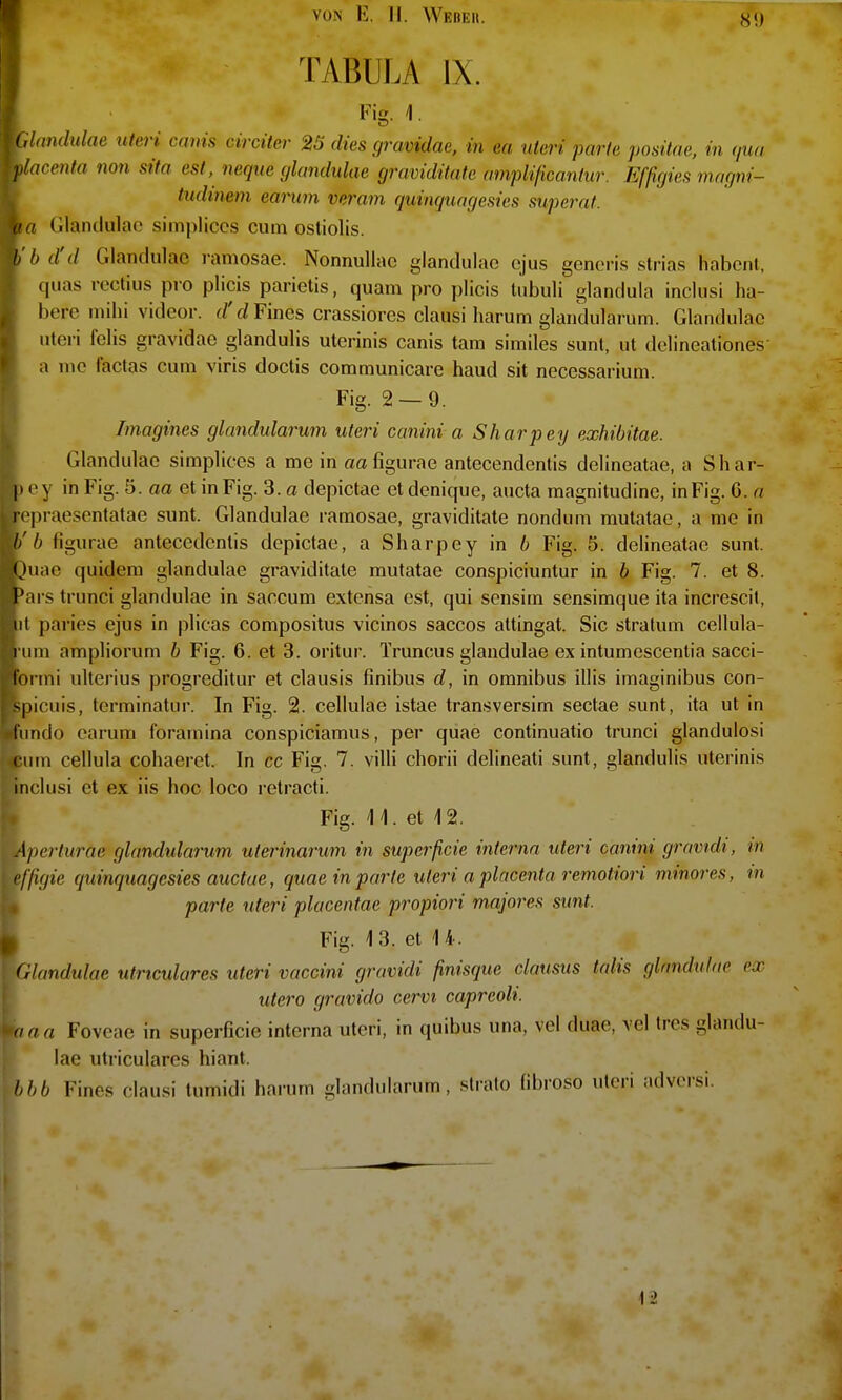 8!) TABULA IX. Fig. 1 Glandulae uteri canis cirdter 25 dies cjravidae, in ea uteri parte positae, in qua placenta non sita est, neque (jlandulae graviditate amplificanlur. Efßgies magni- tudinem earum veram quinquagesies superat. \ia Glandulae simpliccs cum ostiolis. ^}^bd'd Glandulae ramosae. Nonnullae glandulao ejus gencM-is strias habcnl, quas rectius pro plicis parietis, quam pro plicis tubuli glandula inclusi ha- bere mihi videor. (/'rfFines crassiores clausi harum glandularum. Glandulae uteri felis gravidae glandulis uterinis canis tarn similes sunt, ut delineationes a nie factas cum viris doclis comraunicare haud sit necessarium. Fig. 2 — 9. Magines glandularum uteri canini a Sharpey exhibitae. Glandulae simplices a me in aafigurae antecendentis delineatae, a Shar- |i f'y in Fig. 5. aa et in Fig. 3. a depictae et denique, aucta magnitudine, in Fig. 6. a iv|)raesentatae sunt. Glandulae ramosae, graviditate nondum mutatae, a me in ///; figurae antecedcnlis depictae, a Sharpey in b Fig. 5. delineatae sunt. (Juae quidem glandulae graviditate mutatae conspiciuntur in b Fig. 7. et 8. I'ars trunci glandulae in saccum extensa est, qui sensim sensimque ita increscit, Iii paries ejus in plicas compositus vicinos saccos attingat. Sic Stratum cellula- i nin ampliorum b Fig. 6. et 3. oritur. Truncus glandulae ex intumescentia sacci- loi ini ulterius progreditur et clausis finibus d, in omnibus illis imaginibus con- -^picuis, terminatur. In Fig. 2. cellulae istae transversim sectae sunt, ita ut in liindo earum foramina conspiciamus, per quae continuatio trunci glandulosi cum cellula cohaeret. In cc Fig. 7. villi chorii delineati sunt, glandulis uterinis inclusi et ex iis hoc loco retracti. Fig. 1 4. et 1 2. Alierturae glandularum uterinarum in superßcie interna uteri canini gravidi, in li'ßgie quinquagesies auctae, quae in parle uteri a placenta remotiori minores, in parte uteri placentae propiori majores sunt. Fig. 13. et 14. Glandulae utriculares uteri vaccini gravidi finisque clausus talis glandulae ex utero gravido cervi capreoli. aa Foveae in superficie interna uteri, in quibus una, vel duae, vel trcs glandu- lae utriculares hiant. bbb Fines clau.si tumidi harum glandularum, .stralo (ibroso uteri ndversi. 12