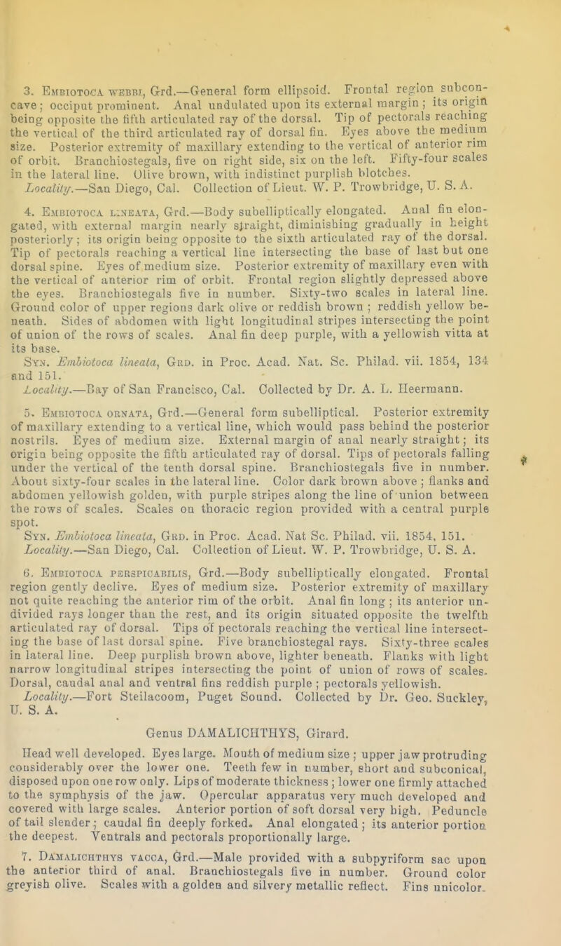 3. Embiotooa webri, Grd.—General form ellipsoid. Frontal region subcon- cave; occiput prominent. Anal undulated upon its external margin ; its origin being opposite the tit'ih articulated ray of the dorsal. Tip of pectorals reaching the vertical of the third articulated ray of dorsal fin. Eyes above the medutm size. Posterior extremity of maxillary extending to the vertical of anterior rim of orbit. Branchiostegals, five on right side, six on the left. Fifty-four scales in the lateral line. Olive brown, with indistinct purplish blotches. Localily.—Stin Diego, Cal. Collection of Lieut. W. P. Trowbridge, U. S. A. 4. Embiotoc.\. LiNEATA, Grd.—Body subelliptically elongated. Anal fin elon- gated, with external margin nearly straight, diminishing gradually in height posteriorly; its origin being opposite to the sixth articulated ray of the dorsal. Tip of pectorals reaching a vertical line intersecting the base of last but one dorsal spine. Eyes of medium size. Posterior extremity of maxillary even with the vertical of anterior rim of orbit. Frontal region slightly depressed above the eyes. Branchiostegals five in number. Sixty-two scales in lateral line. Ground color of upper regions dark olive or reddish brown ; reddish yellow be- neath. Sides of abdomen with light longitudinal stripes intersecting the point of union of the rows of scales. Anal fin deep purple, with a yellowish vitta at its base. Syn. Ernbiotoca Uneata, Grd. in Proc. Acad. Nat. Sc. Philad. vii. 1854, 134 and 151. Locality.—Cay of San Francisco, Cal. Collected by Dr. A. L. Ileermann. 5. Embiotoca ornata, Grd.—General form subelliptical. Posterior extremity of maxillary extending to a vertical line, which would pass behind the posterior nostrils. Eyes of medium size. External margin of anal nearly straight; its origin being opposite the fifth articulated ray of dorsal. Tips of pectorals falling under the vertical of the tenth dorsal spine. Branchiostegals five in number. About sixty-four scales in the lateral line. Color dark brown above ; flanks and abdomen yellowish golden, with purple stripes along the line of union between the rows of scales. Scales on thoracic region provided with a central purple spot. Syn. Emliotoca lineala, Grd. in Proc. Acad. Nat Sc. Philad. vii. 1854, 151. Locality.—San Diego, Cal. Collection of Lieut. W. P. Trowbridge, U. S. A. G. Embiotoca perspicabilis, Grd.—Body subelliptically elongated. Frontal region gently declive. Eyes of medium size. Posterior extremity of maxillary not quite reaching th« anterior rim of the orbit. Anal fin long ; its anterior un- divided rays longer than the rest, and its origin situated opposite the twelfth articulated ray of dorsal. Tips of pectorals reaching the vertical line intersect- ing the base of last dorsal spine. Five branchiostegal rays. Sixty-three scales in lateral line. Deep purplish brown above, lighter beneath. Flanks with light narrow longitudinal stripes intersecting the point of union of rows of scales. Dorsal, caudal anal and ventral fins reddish purple ; pectorals yellowish. Locality.—Fort Steilacoom, Puget Sound. Collected by Dr. Geo. Suckley, U. S. A. Genus DAMALICIITHYS, Girard. Head well developed. Eyes large. Mouth of medium size ; upper jaw protruding considerably over the lower one. Teeth few in number, short and subconical, disposed upon one row only. Lips of moderate thickness ; lower one firmly attached to the symphysis of the jaw. Opercular apparatus very much developed and covered with large scales. Anterior portion of soft dorsal very high. Peduncle of tail slender ^ caudal fin deeply forked. Anal elongated; its anterior portion the deepest. Ventrals and pectorals proportionally large. 7. DAMALicnTHYS VACCA, Grd.—Male provided with a subpyriform sac upon the anterior third of anal. Branchiostegals five in number. Ground color greyish olive. Scales with a golden and silvery metallic reflect. Fins unicolor.