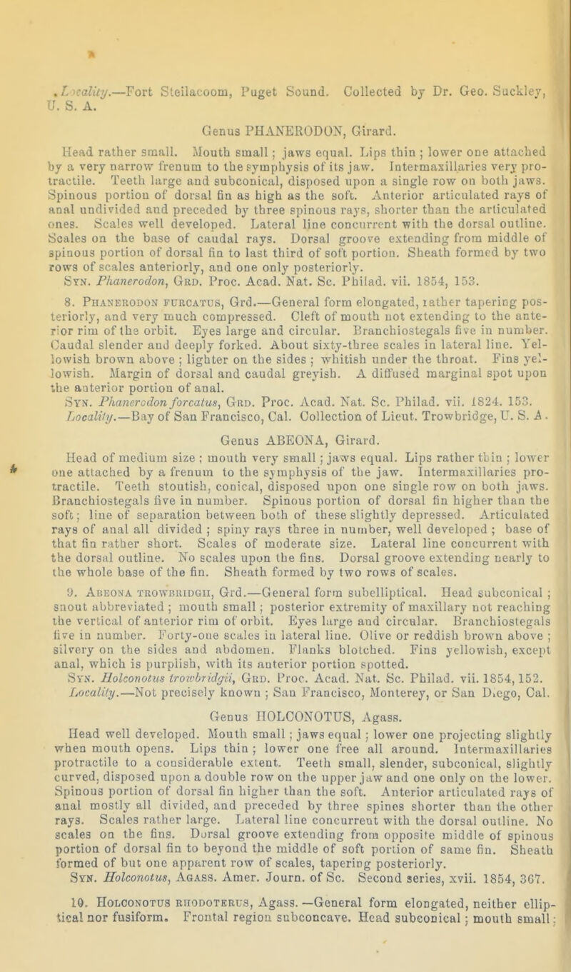 .Locality.—Fort Steilacoom, Paget Sound. Collected bj Dr. Geo. Sucklej, U. S. A. Genus PHANERODON, Girard. Head rather small. Mouth small; jaws equal. Lips thin ; lower one attached by a very narrow frenum to the symphysis of its jaw. Intermaxillaries very pro- iraclile. Teeth large and subconical, disposed upon a single row on both jaws. Spinous portion of dorsal fin as high as the soft. Anterior articulated rays of anal undivided and preceded by three spinous rays, shorter than the articulated ()nes. Scales well developed. Lateral line concurrent with the dorsal outline. Scales on the base of caudal rays. Dorsal groove extending from middle of spinous portion of dorsal fin to last third of soft portion. Sheath formed by two rows of scales anteriorly, and one only posteriorly. Syn. Phanerodon, Grd. Proc. Acad. Nat. Sc. Philad. vii. 1854, 153. 8. PiiANKRODOX FURCATUS, Grd.—General form elongated, lathc-r tapering pos- teriorly, and very much compressed. Cleft of mouth not extending to the ante- rior rim of the orbit. Eyes large and circular. Branchiostegals five in number. Caudal slender and deeply forked. About sixty-three scales in lateral line. Yel- lowish brown above ; lighter on the sides ; whitish under the throat. Fins yel- lowish. Margin of dorsal and caudal greyish. A dififused marginal spot upon the anterior portion of anal. Syn. Phanerodon forcatun, Grd. Proc. Acad. Nat. Sc. Philad. vii. 1824. 153. Locali/i/.—Baj of San Francisco, Cal. Collection of Lieut. Trowbridge, U. S. A . Genus ABEONA, Girard. Head of medium size ; mouth very small ; jaws equal. Lips rather tbin ; lower one attached by a frenum to the symphysis of the jaw. Intermaxillaries pro- tractile. Teeth stoutish, conical, disposed upon one single row on both jaws. Branchiostegals five in number. Spinous portion of dorsal fin higher than the soft; line of separation betv/een both of these slightly depressed. Articulated rays of anal all divided ; spiny rays three in number, well developed ; base of that fin rather short. Scales of moderate size. Lateral line concurrent with the dorsal outline. No scales upon the fins. Dorsal groove extending nearly to the whole base of the fin. Sheath formed by two rows of scales. 9. AiiEONA TROWBRiDGii, Grd.—General form subelliptical. Head subconical ; snout abbreviated ; mouth small; posterior extremity of maxillary not reaching the vertical of anterior rim of orbit. Eyes large and circular. Branchiostegals five in number. Forty-one scales in lateral line. Olive or reddish brown above ; silvery on the sides and abdomen. Flanks blotched. Fins yellowish, except anal, which is purplish, with its auterior portion .''potted. SyiV. Holconoius irowbridffii, Gud. Proc. Acad. Nat. Sc. Philad. vii. 1854,152. Locality.—Not precisely known ; San Francisco, Monterey, or San DiCgo, Cal. Genus HOLCONOTUS, Agass. Head well developed. Mouth small; jaws equal; lower one projecting slightly when mouth opens. Lips thin ; lower one free all around. Intermaxillaries protractile to a considerable extent. Teeth small, slender, subconical, slightly curved, disposed upon a double row ou the upper jaw and one only on the lower. Spinous portion of dorsal fin higher than the soft. Anterior articulated rays of anal mostly all divided, and preceded by three spines shorter than the other rays. Scales rather large. Lateral line concurrent with the dorsal outline. No scales on the fins. Dorsal groove extending from opposite middle of spinous portion of dorsal fin to beyond the middle of soft portion of same fin. Sheath formed of but one apparent row of scales, tapering posteriorly. Syn. Holconoius, Agass. Amer. Journ. of Sc. Second series, xvii. 1854, 3G7. 10. HoLCONOTUS RiiODOTKRus, Agass. —General form elongated, neither ellip- tical nor fusiform. Frontal region subconcave. Head subconical; mouth small