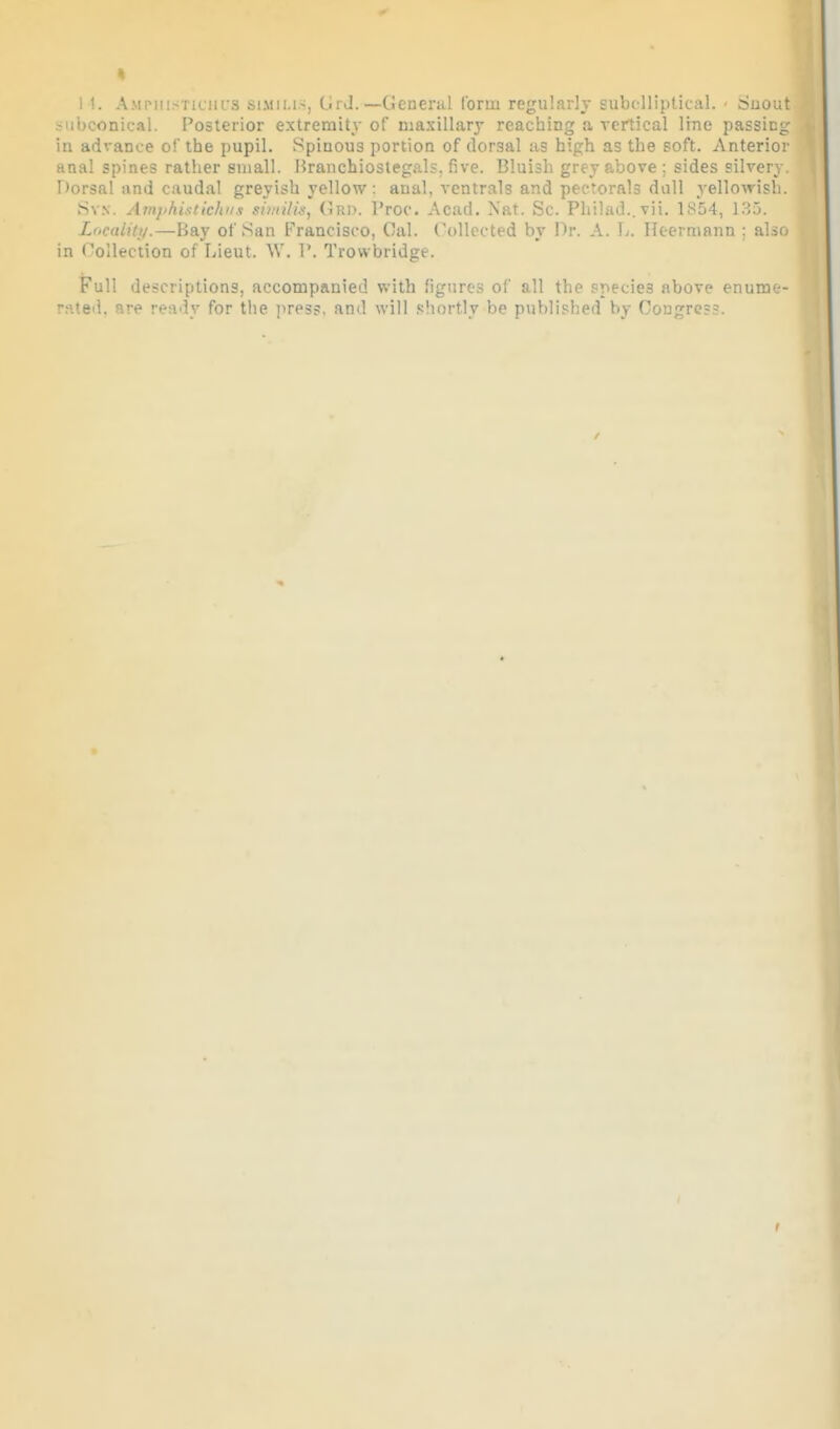 1 1. Ampiiisticiu'S siMii.i.-, Ci; J. —(.icneral form regularly Eubclliptical. - Suout biibconical. Posterior extremity of maxillary reaching a vertical line passing in advance of the pupil. Spinous portion of dorsal as high as the soft. Anterior anal spines ratlier small. Branchiostegals. five. Bluish grey above ; sides silvery. Dorsal and caudal greyish yellow : anal, ventrals and pectorals dull yellowish. Sv.v. AmjihixtichK.i simtliis, (1ri>. I'roc. Acad. Nat. Sc. Philad..vii. 1.S54, 1.35. Liicalili/.—Bay of San Francisco, Oal. Collected by Dr. A. L. Ikermann : al.io in Collection of Lieut. W. 1'. Trowbridge. Full descriptions, accompanied with figures of all the species above enume- rated, are ready for the ]'res?, and will .«:!u)rt.ly be publiphed by Congress.