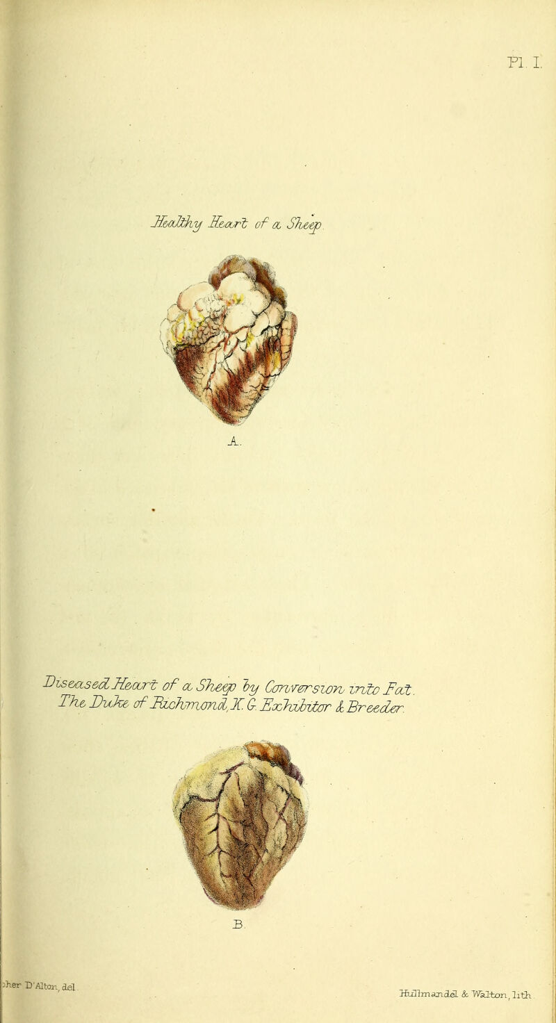 PL I Jl&oJiky E&ocrt of oc Sh&ep. A. I^Lse^asedK&ourt of oiSJh&ep by Cancerszoru z7iJtc Foci. The. Duke of MchjmwrLol X. a. SookvUtor I Broeder. HiillmajideL & Walton, lith.
