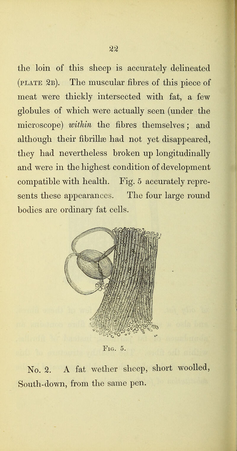 the loin of this sheep is accurately delineated (plate 2b). The muscular fibres of this piece of meat were thickly intersected with fat, a few globules of which were actually seen (under the microscope) within the fibres themselves; and although their fibrillse had not yet disappeared, they had nevertheless broken up longitudinally and were in the highest condition of development compatible with health. Fig. 5 accurately repre- sents these appearances. The four large round bodies are ordinary fat cells. Fig. 5. No. 2. A fat wether sheep, short woolled, South-down, from the same pen.