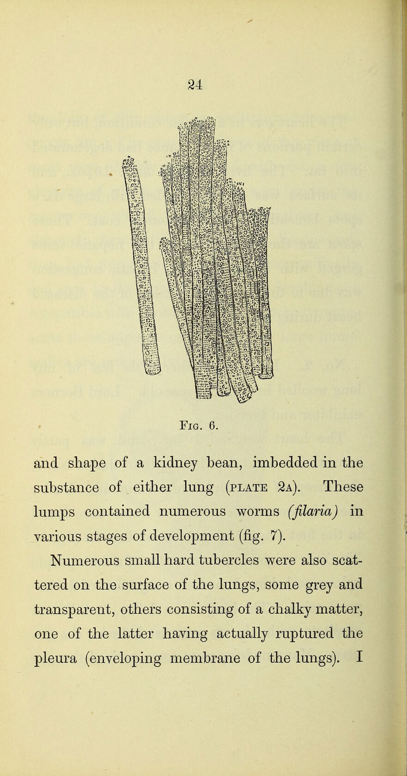 Fig. 6. and shape of a kidney bean, imbedded in the substance of either lung (plate 2a). These lumps contained numerous worms (filaria) in various stages of development (fig. 7). Numerous small hard tubercles were also scat- tered on the surface of the lungs, some grey and transparent, others consisting of a chalky matter, one of the latter having actually ruptured the pleura (enveloping membrane of the lungs). I