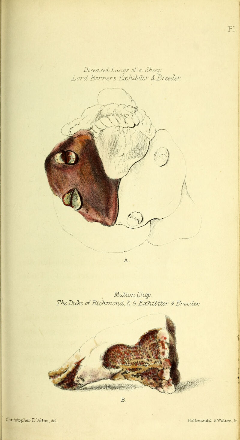 Dis&asedl icnas: of a. Sko&p L ord, Bern ATS I^xhibiXor ^ Br^&dir. A. j MiJJionChop Th&Dzcke of Richmond. K.G. Exhibitor <i Bre-cA^.^ Christoplier D'AltorL, del.