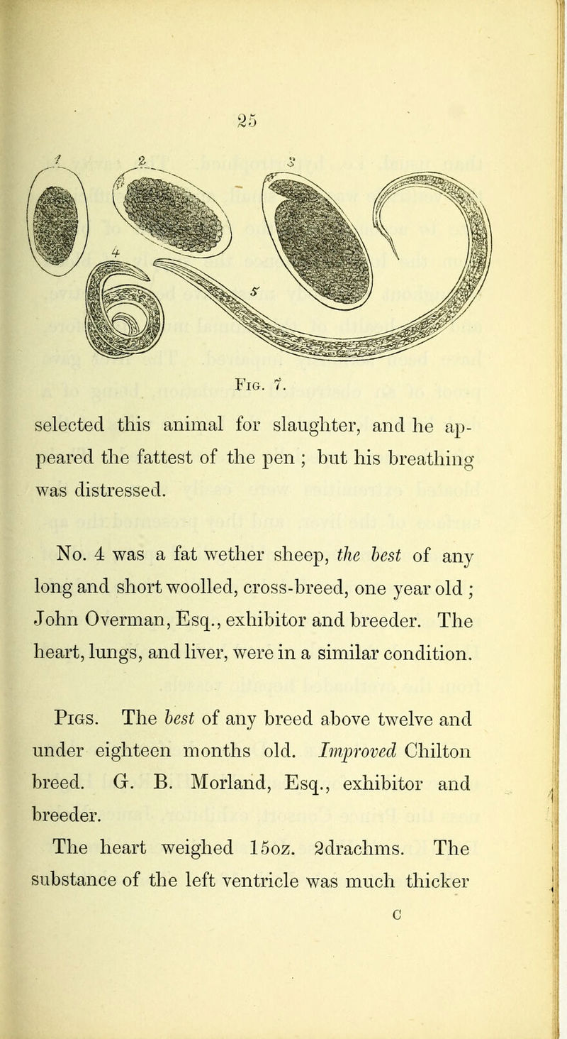 Fig. 1. selected this animal for slaughter, and he ap- peared the fattest of the pen ; but his breathing was distressed. No. 4 was a fat wether sheep, the best of any long and short woolled, cross-breed, one year old ; John Overman, Esq., exhibitor and breeder. The heart, lungs, and liver, were in a similar condition. Pigs. The best of any breed above twelve and under eighteen months old. Improved Chilton breed. G. B. Morland, Esq., exhibitor and breeder. The heart weighed 15oz. Sdrachms. The substance of the left ventricle was much thicker c