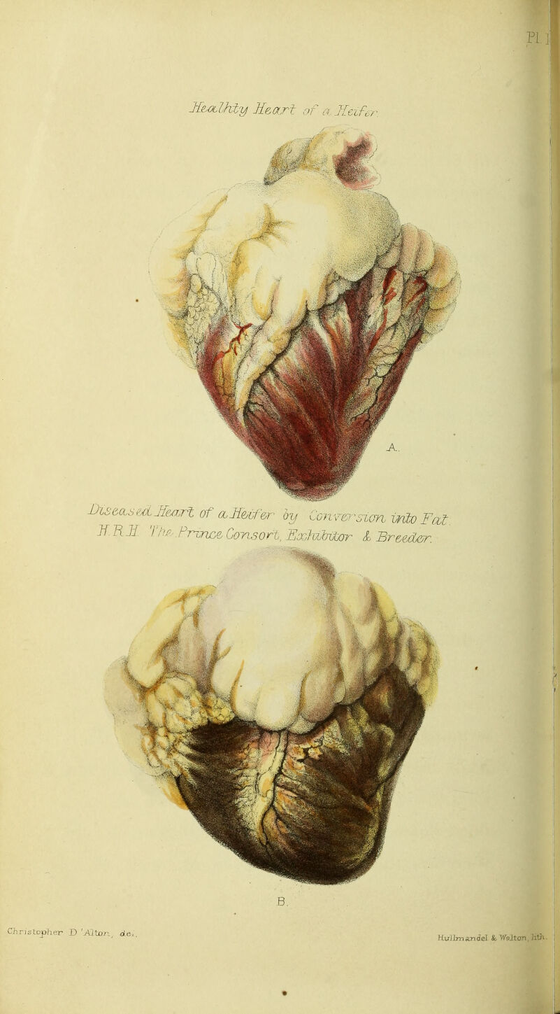 Christopher- D 'AJXon, d&,. HuJimandel &Wtor