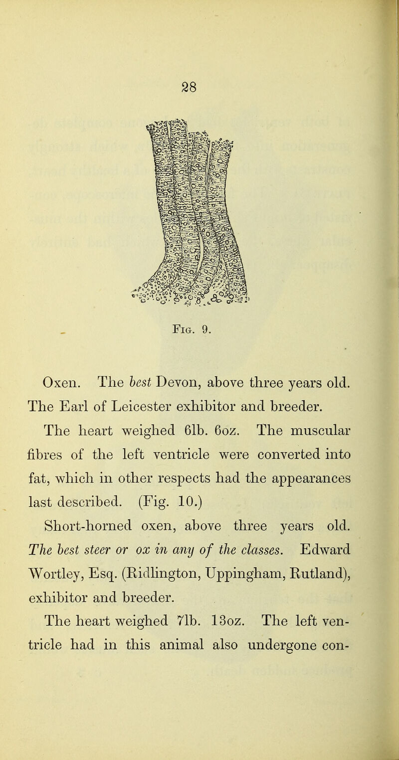 Fig. 9. Oxen. The best Devon, above three years old. The Earl of Leicester exhibitor and breeder. The heart weighed 61b. 6oz. The muscular fibres of the left ventricle were converted into fat, which in other respects had the appearances last described. (Fig. 10.) Short-horned oxen, above three years old. The best steer or ox in any of the classes. Edward Wortley, Esq. (Ridlington, Uppingham, Rutland), exhibitor and breeder. The heart weighed 71b. 13oz. The left ven- tricle had in this animal also undergone con-