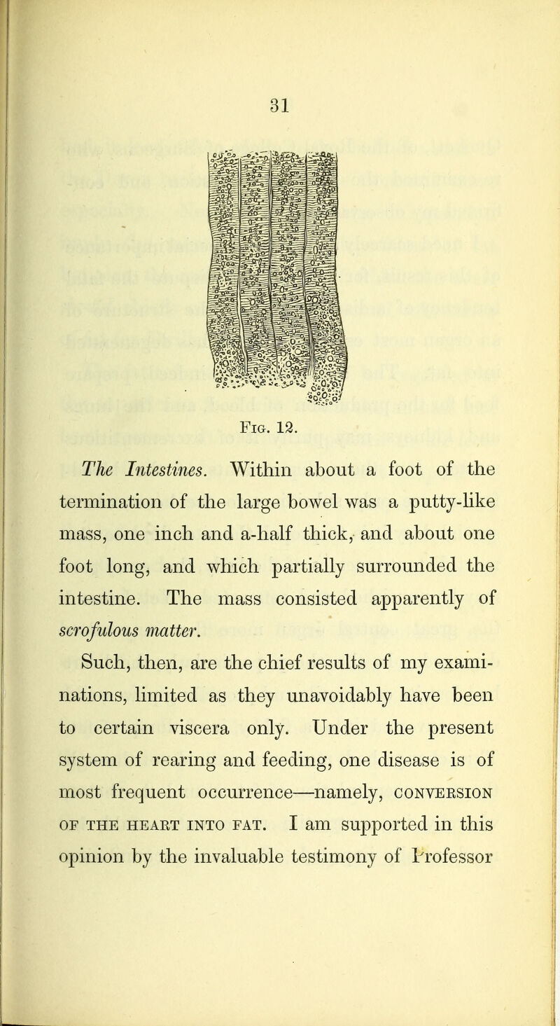 Fig. 12. The Intestines. Within about a foot of the termination of the large bowel was a putty-like mass, one inch and a-half thick, and about one foot long, and which partially surrounded the intestine. The mass consisted apparently of scrofulous matter. Such, then, are the chief results of my exami- nations, limited as they unavoidably have been to certain viscera only. Under the present system of rearing and feeding, one disease is of most frequent occurrence—namely, conveesion OF THE HEART INTO FAT. I am Supported in this opinion by the invaluable testimony of Professor
