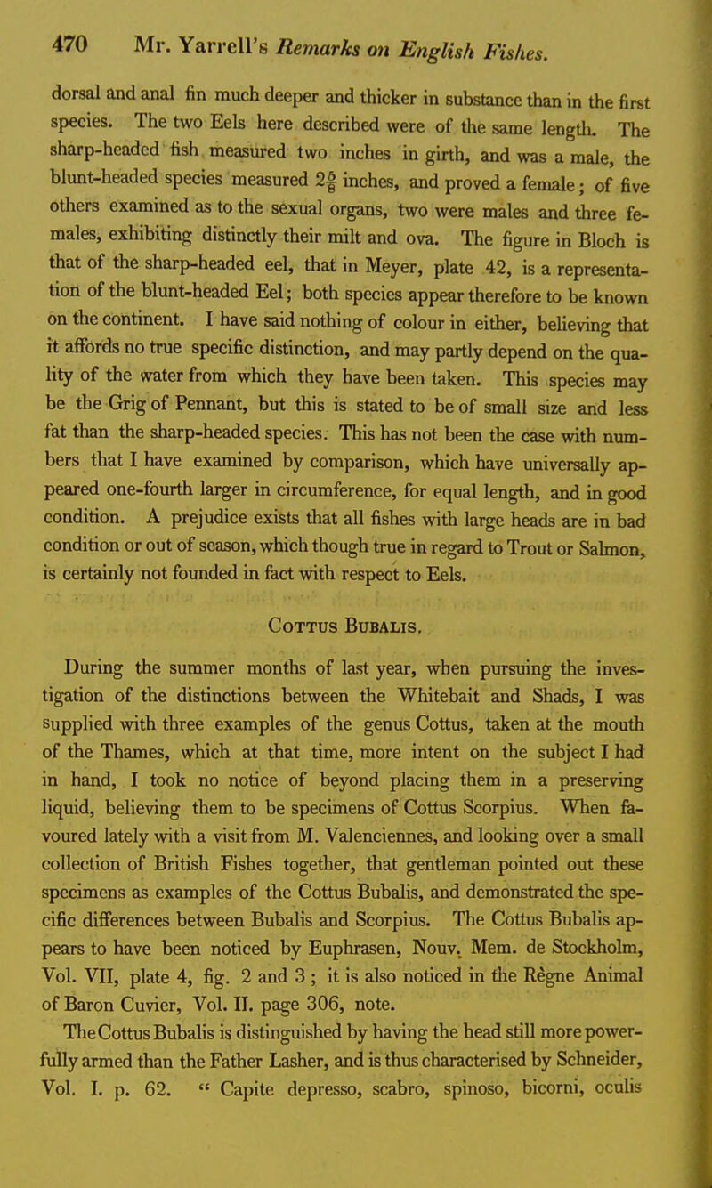 dorsal and anal fin much deeper and thicker in substance than in the first species. The two Eels here described were of the same lengdi. The sharp-headed fish measured two inches in girth, and was a male, the blunt-headed species measured 2| inches, and proved a female; of five others examined as to the sexual organs, two were males and three fe- males, exhibiting distinctly their milt and ova. The figure in Bloch is that of the sharp-headed eel, that in Meyer, plate .42, is a representa- tion of the blunt-headed Eel; both species appear therefore to be known on the continent. I have said nothing of colour in either, believing that it affords no true specific distinction, and may partly depend on the qua- hty of the water from which they have been taken. This species may be the Grig of Pennant, but this is stated to be of small size and less fat than the sharp-headed species. This has not been the case virith num- bers that I have examined by comparison, which have universally ap- peared one-fourth larger in circumference, for equal length, and in good condition. A prejudice exists that all fishes with large heads are in bad condition or out of season, which though true in regard to Trout or Salmon, is certainly not founded in fact with respect to Eels. COTTUS BUBALIS. During the summer months of last year, when pursuing the inves- tigation of the distinctions between the Whitebait and Shads, I was Supplied with three examples of the genus Cottus, taken at the mouth of the Thames, which at that time, more intent on the subject I had in hand, I took no notice of beyond placing them in a preserving liquid, believing them to be specimens of Cottus Scorpius. When fa- voured lately with a visit from M. Valenciennes, and looking over a small collection of British Fishes together, that gentleman pointed out these specimens as examples of the Cottus Bubalis, and demonstrated the spe- cific differences between Bubalis and Scorpius. The Cottus Bubalis ap- pears to have been noticed by Euphrasen, Nouv. Mem. de Stockholm, Vol. VII, plate 4, fig. 2 and 3 ; it is also noticed in the R^gne Animal of Baron Cuvier, Vol. II. page 306, note. The Cottus Bubalis is distinguished by having the head still more power- fully armed than the Father Lasher, and is thus characterised by Schneider, Vol. I. p. 62.  Capite depresso, scabro, spinoso, bicorni, oculis