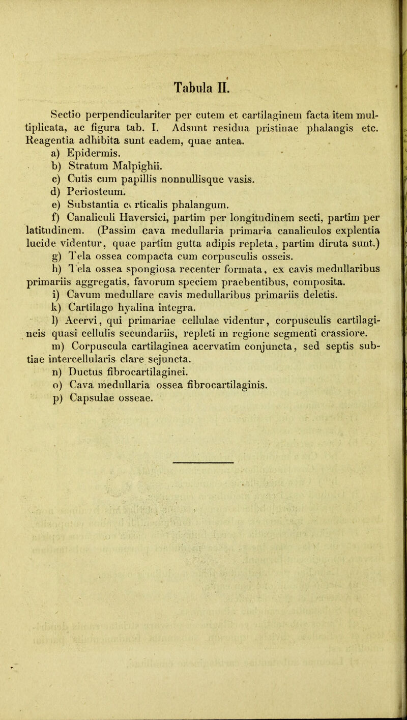 Tabula II. Sectio perpendiculariter per cutem et cartilaginem facta item mul- tiplicata, ac figura tab. I. Adsunt residua pristinae phalangis etc. Reagentia adhibita sunt eadem, quae antea. a) Epidermis. b) Stratum Malpighii. e) Cutis cum papillis nonnullisque vasis. d) Periosteum. e) Substantia c^ rticalis phalangum. f) Canaliculi Haversici, partim per longitudinem secti, partim per latitudinem. (Passim cava medullaria primaria canaliculos explentia lucide videntur, quae partim gutta adipis repleta, partim diruta sunt.) g) Tela ossea compacta cum corpusculis osseis. h) Tela ossea spongiosa recenter formata, ex cavis medullaribus primariis aggregatis, favorum speciem praebentibus, composita. i) Cavum medullare cavis medullaribus primariis deletis. k) Cartilago hyalina integra. 1) Acervi, qui primariae cellulae videntur, corpusculis cartilagi- neis quasi cellulis secundariis, repleti m regione segmenti crassiore. m) Corpuscula cartilaginea acervatim conjuncta, sed septis sub- tiae intercellularis clare sejuncta. n) Ductus fibrocartilaginei. o) Cava medullaria ossea fibrocartilaginis. p) Capsulae osseae.