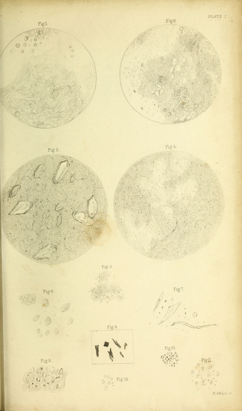 PLATE 1 Fig.2. 0 O O fi Aillaic