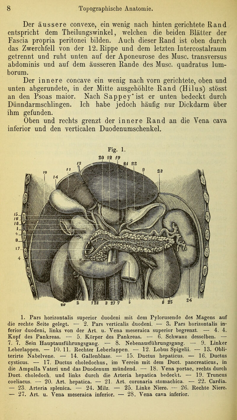 Der äussere convexe, ein wenig nach hinten gerichtete Rand entspricht dem Theilungswinkel, welchen die beiden Blätter der Fascia propria peritonei bilden. Auch dieser Rand ist oben durch das Zwerchfell von der 12. Rippe und dem letzten Intercostalraum getrennt und ruht unten auf der Aponeurose des Muse, transversus abdominis und auf dem äusseren Rande des Muse, quadratus lum- borum. Der innere concave ein wenig nach vorn gerichtete, oben und unten abgerundete, in der Mitte ausgehöhlte Rand (Hilus) stösst an den Psoas maior. Nach Sappey'ist er unten bedeckt durch Dünndarmschlingen. Ich habe jedoch häufig nur Dickdarm über ihm gefunden. Oben und rechts grenzt der innere Rand an die Vena cava inferior und den verticalen Duodenumschenkel. Fig. 1. 20 12 19 1. Pars horizontalis superior duodeni mit dem Pylorusende des Magens auf die rechte Seite gelegt. — 2. Pars verticalis duodeni. — 3. Pars horizontalis in- ferior duodeni, links von der Art. u. Vena meseraica superior begrenzt. — 4. 4. Kopf des Pankreas. — 5. Körper des Pankreas. — 6. Schwanz desselben. — 7. 7. Sein Hauptausführungsgang. — 8. Nebenausführungsgang. — 9. Linker Leberlappen. — 10, IL Rechter Leberlappen. — 12. Lobus Spigelii. — 13. Obli- terirte Nabelvene. — 14. Gallenblase. — 15. Ductus hepaticus. — 16. Ductus cysticus. — 17. Ductus choledochus, im Verein mit dem Duct. pancreaticus, in die Ampulla Vateri und das Duodenum mündend. — 18. Vena portae, rechts durch Duct. clioledoch. und links durch die Arteria hepatica bedeckt. — 19. Truncus coeliacus. — 20. Art. hepatica. — 21. Art. coronaria stomachica. — 22. Cardia. — 23. Arteria splenica. — 24. Milz. — 25. Linke Niere. — 26. Rechte Niere. — 27. Art. u. Vena meseraica inferior. — 28. Vena cava inferior.