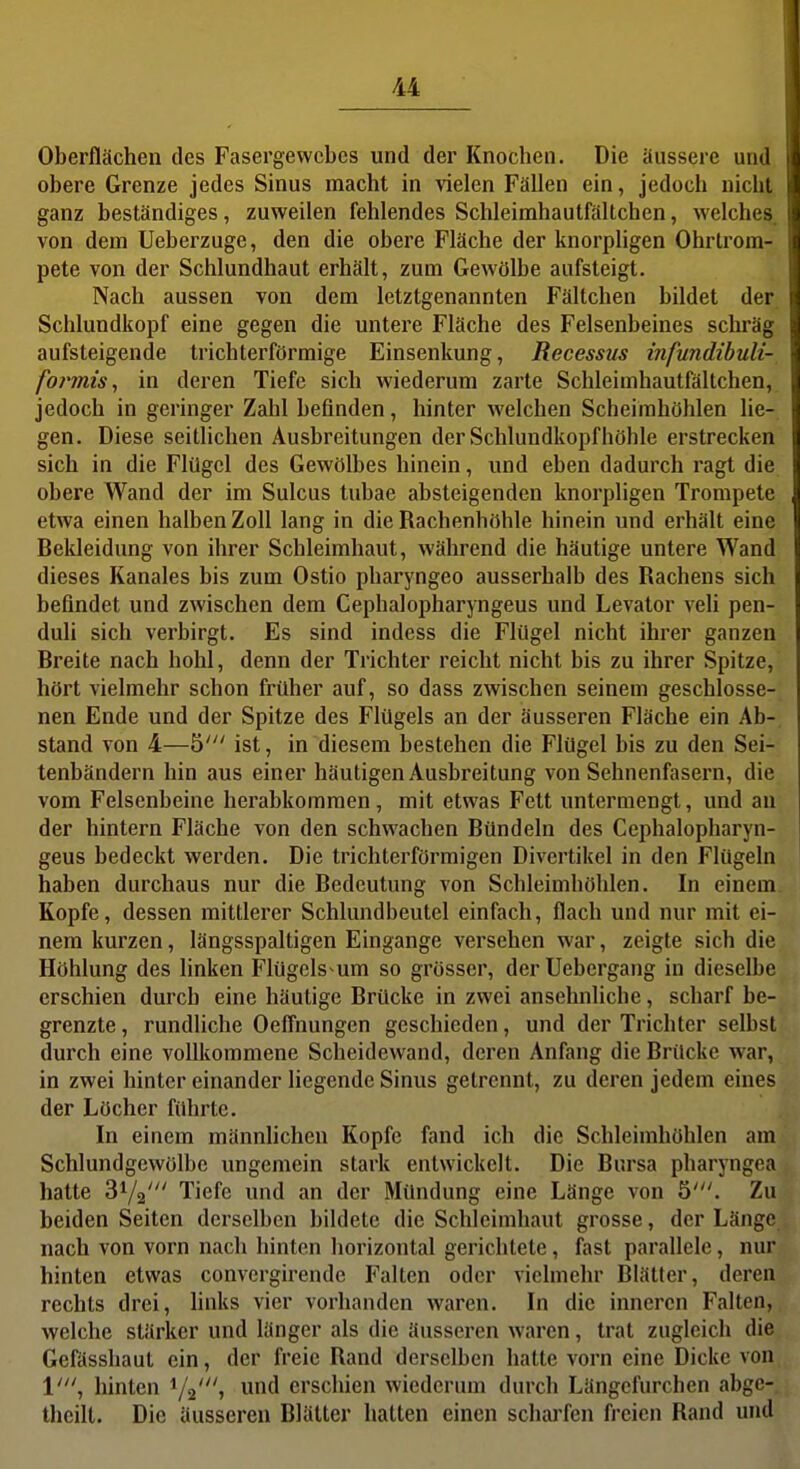 Oberflächen des Fasergewebes und der Knochen. Die äussere und obere Grenze jedes Sinus macht in vielen Fällen ein, jedoch nicht ganz beständiges, zuweilen fehlendes Schleimhautfältchen, welches von dem Ueberzuge, den die obere Fläche der knorpligen Ohrtrom- pete von der Schlundhaut erhält, zum Gewölbe aufsteigt. Nach aussen von dem letztgenannten Fältchen bildet der Schlundkopf eine gegen die untere Fläche des Felsenbeines schräg aufsteigende trichterförmige Einsenkung, Recessiis infundibuli- formis, in deren Tiefe sich wiederum zarte Schleimhautfältchen, jedoch in geringer Zahl befinden, hinter welchen Scheirahöhlen lie- gen. Diese seitlichen Ausbreitungen der Schluudkopfhöhle erstrecken sich in die Flügel des Gewölbes hinein, und eben dadurch ragt die obere Wand der im Sulcus tubae absteigenden knorpligen Trompete etwa einen halben Zoll lang in die Rachenhöhle hinein und erhält eine Bekleidung von ihrer Schleimhaut, während die häutige untere Wand dieses Kanales bis zum Ostio pharyngeo ausserhalb des Rachens sich befindet und zwischen dem Cephalopharyngeus und Levator veli pen- duli sich verbirgt. Es sind indess die Flügel nicht ihrer ganzen Breite nach hohl, denn der Trichter reicht nicht bis zu ihrer Spitze, hört vielmehr schon früher auf, so dass zwischen seinem geschlosse- nen Ende und der Spitze des Flügels an der äusseren Fläche ein Ab-, stand von 4—5' ist, in diesem bestehen die Flügel bis zu den Sei- tenbändern hin aus einer häutigen Ausbreitung von Sehnenfasern, die vom Felsenbeine herabkomraen, mit etwas Fett untermengt, und an der hintern Fläche von den schwachen Bündeln des Cephalopharyn- geus bedeckt werden. Die trichterförmigen Divertikel in den Flügeln haben durchaus nur die Bedeutung von Schleimhöhlen. In einem Kopfe, dessen mittlerer Schlundbeutel einfach, flach und nur mit ei- nem kurzen, längsspaltigen Eingange versehen war, zeigte sich die Höhlung des linken Flügels um so grösser, derUebergang in dieselbe erschien durch eine häutige Brücke in zwei ansehnliche, scharf be- grenzte , rundliche Oeffnungen geschieden, und der Trichter selbst durch eine vollkommene Scheidewand, deren Anfang die Brücke war, in zwei hinter einander Hegende Sinus getrennt, zu deren jedem eines der Löcher führte. In einem männlichen Kopfe fand ich die Schleimhöhlen am Schlundgcwölbe ungemein stark entwickelt. Die Bursa pharyngea hatte 31/2' Tiefe und an der Mündung eine Länge von 5'. Zu beiden Seiten derselben bildete die Schleimhaut grosse, der Länge nach von vorn nach hinten horizontal gerichtete, fast parallele, nur hinten etwas convergirende Falten oder vielmehr Blätter, deren rechts drei, hnks vier vorhanden waren. In die inneren Falten, welche stärker und länger als die äusseren waren, trat zugleich die Gefässhaut ein, der freie Rand derselben halle vorn eine Dicke von \', hinten 1/2'» erschien wiederum durch Längefurchen abge-. theilt. Die äusseren Blätter hatten einen scharfen freien Rand und