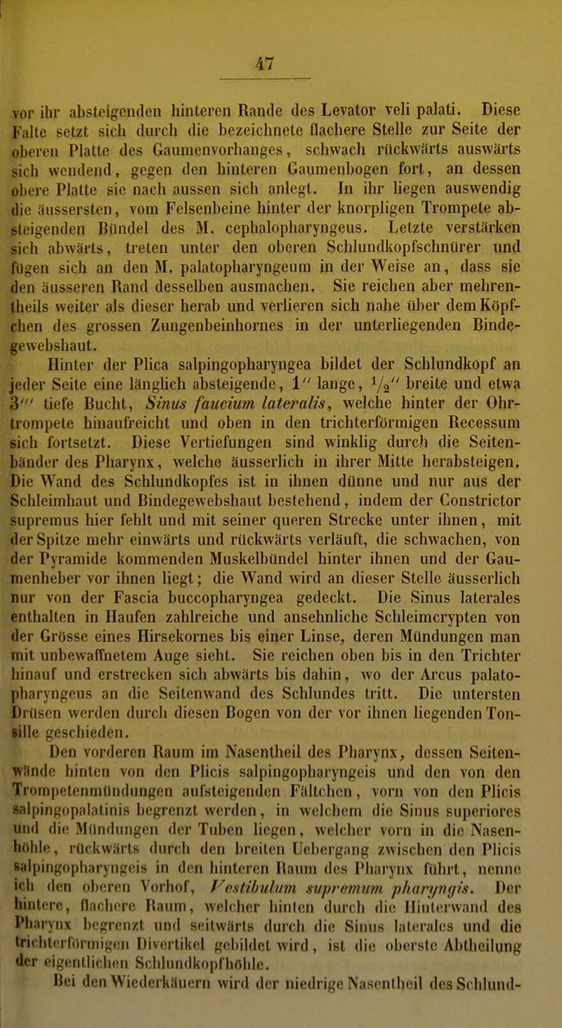 vor ihr abstcigcntlcn hinteren Rande des Levator veli palati. Diese Falte setzt sich durch die bezeichnete flachere Stelle zur Seite der oberen Platte des Gaumenvorhanges, schwach rückwärts auswärts sich wendend, gegen den hinteren Gaumenbogen fort, an dessen obere Platte sie nach aussen sich anlegt. In ihr liegen auswendig die äussersten, vom Felsenbeine hinter der knorpligen Trompete ab- steigenden Bündel des M. cephalopharyngeus. Letzte verstärken sich abwärts, treten unter den oberen Schlundkopfschnürer und fügen sich an den M. palatopharyngeum in der Weise an, dass sie den äusseren Rand desselben ausmachen. Sie reichen aber mehren- Iheils weiter als dieser herab und verüeren sich nahe über dem Köpf- chen des grossen Zungenbeinbornes in der unterliegenden Binde- gewebsbaut. Hinter der Plica salpingopharyngea bildet der Schlundkopf an jeder Seite eine längUch absteigende, 1 lange, ^f^ breite und etwa 3' tiefe Bucht, Sinus faucium lateralis, welche hinter der Ohr- trompete hinaufreicht und oben in den trichterförmigen Recessura sich fortsetzt. Diese Vertiefungen sind winklig durch die Seiten- bänder des Pharynx, welche äusserlich in ihrer Mitte herabsteigen. Die Wand des Schlundkopfes ist in ihnen dünne und nur aus der Schleimbaut und Bindegewebshaut bestehend, indem der Constrictor supremus hier fehlt und mit seiner queren Strecke unter ihnen, mit der Spitze mehr einwärts und rückwärts verläuft, die schwachen, von der Pyramide kommenden Muskelbündel hinter ihnen und der Gau- menheber vor ihnen liegt; die Wand wird an dieser Stelle äusserlich nur von der Fascia buccopharyngea gedeckt. Die Sinus laterales enthalten in Haufen zahlreiche und ansehnliche Schleimcrypten von der Grösse eines Hirsekornes bis einer Linse, deren Mündungen man mit unbewaffnetem Auge sieht. Sie reichen oben bis in den Trichter hinauf und erstrecken sich abwärts bis dahin, wo der Arcus palato- pbaryngeus an die Seitenwand des Schlundes tritt. Die untersten Drüsen werden durch diesen Bogen von der vor ihnen liegenden Ton- sille geschieden. Den vorderen Raum im Nasentheil des Pharynx, dessen Seiten- wände hinten von den Plicis salpingopharyngeis und den von den Trompetenmündungen aufsteigenden Fältchcn, vorn von den Plicis »alpingopalatinis begrenzt werden, in welchem die Sinus superiores und die Mündungen der Tuben liegen, welcher vorn in die Nasen- höhle, rückwärts durch den breiten Uebergang zwischen den Plicis salpingopharyngeis in den hinteren Raum des Pharynx führt, nenne ich den oberen Vorhof, Vcstibubim supremum phan/?i(fis. Der hintere, flachere Raum, welcher hinten durch die Hinterwand des Pharynx begrenzt und seitwärts durch die Sinus laterales und die trichterförmigen Divertikel gebildet wird, ist die oberste Abtheilung der eigenllichfin Schlundkopfhöhle. Bei den Wiederkäuern wird der niedrige Nasentheil des Schlund-