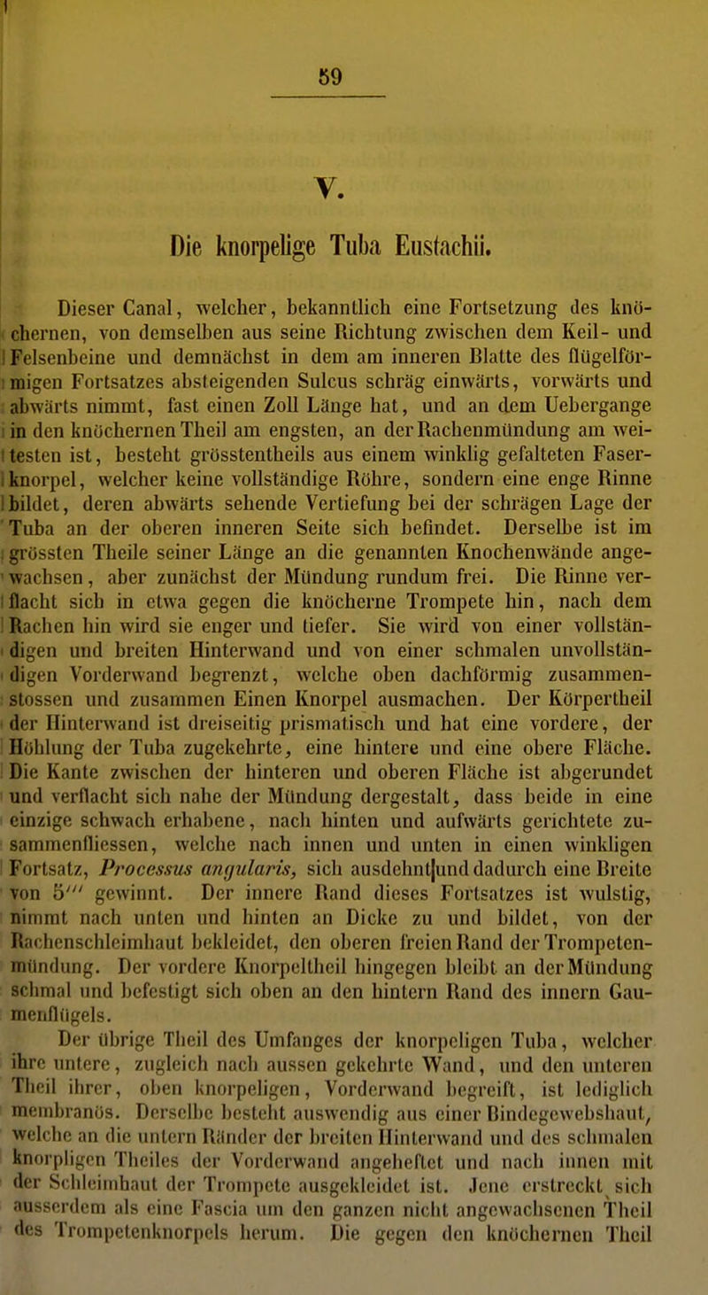 I 69 V. Die knorpelige Tuba Eustachii. Dieser Canal, welcher, bekanntlich eine Fortsetzung des knü- I ehernen, von demselben aus seine Richtung zwischen dem Keil- und I Felsenbeine und demnächst in dem am inneren Blatte des flügelför- :migen Fortsatzes absteigenden Sulcus schräg einwärts, vorwärts und abwärts nimmt, fast einen Zoll Länge hat, und an dem Uebergange lin den knöchernen Theil am engsten, an der Rachenmündung am wei- ttesten ist, besteht grüsstentheils aus einem winklig gefalteten Faser- 1 knorpel, welcher keine vollständige Röhre, sondern eine enge Rinne 1 bildet, deren abwärts sehende Vertiefung bei der schrägen Lage der 'Tuba an der oberen inneren Seite sich befindet. Derselbe ist im ; grössten Theile seiner Länge an die genannten Knochenwände ange- ' wachsen, aber zunächst der Mündung rundum frei. Die Rinne ver- i flacht sich in etwa gegen die knöcherne Trompete hin, nach dem ! Rachen hin wird sie enger und tiefer. Sie wird von einer vollstän- < digen und breiten Hinterwand und von einer schmalen unvollstän- I digen Vorderwand begrenzt, welche oben dachförmig zusammen- : stossen und zusammen Einen Knorpel ausmachen. Der Körpertheil ■der Ilinterwand ist dreiseitig prismatisch und hat eine vordere, der Höhlung der Tuba zugekehrtej eine hintere und eine obere Fläche. : Die Kante zwischen der hinteren und oberen Fläche ist abgerundet und verflacht sich nahe der Mündung dergestalt, dass beide in eine einzige schwach erhabene, nach hinten und aufwärts gerichtete zu- samraenfliessen, welche nach innen und unten in einen winkligen I Fortsatz, Processus angularis, sich ausdchntjund dadurch eine Breite von b' gewinnt. Der innere Rand dieses Fortsatzes ist wulstig, nimmt nach unten und hinten an Dicke zu und bildet, von der Rachenschleimhaut bekleidet, den oberen freien Rand der Trompelen- mündung. Der vordere Knorpeltheil hingegen bleibt an der Mündung sclimal und befestigt sich oben an den hintern Rand des innern Gau- mcnfliigels. Der übrige Tlieil des Umfanges der knorpeligen Tuba, welcher ihre untere, zugleich nach aussen gekehrte Wand, und den unteren Tlicil ihrer, oben knorpeligen. Vorderwand begreift, ist lediglich membranös. Derselbe besteht auswendig aus einer Bindegcwebshaut, welche an die untern Ränder der breiten Hinterwand und des schmalen knorphgen Tlieiles der Vorderwand angeheftet und nach innen mit der Schleimhaut der Trompete ausgekleidet ist. .lenc erstreckt sich ausserdem als eine Fascia um den ganzen nicht angewachsenen Theil des Trompctenknorpels herum. Die gegen den knöchernen Theil